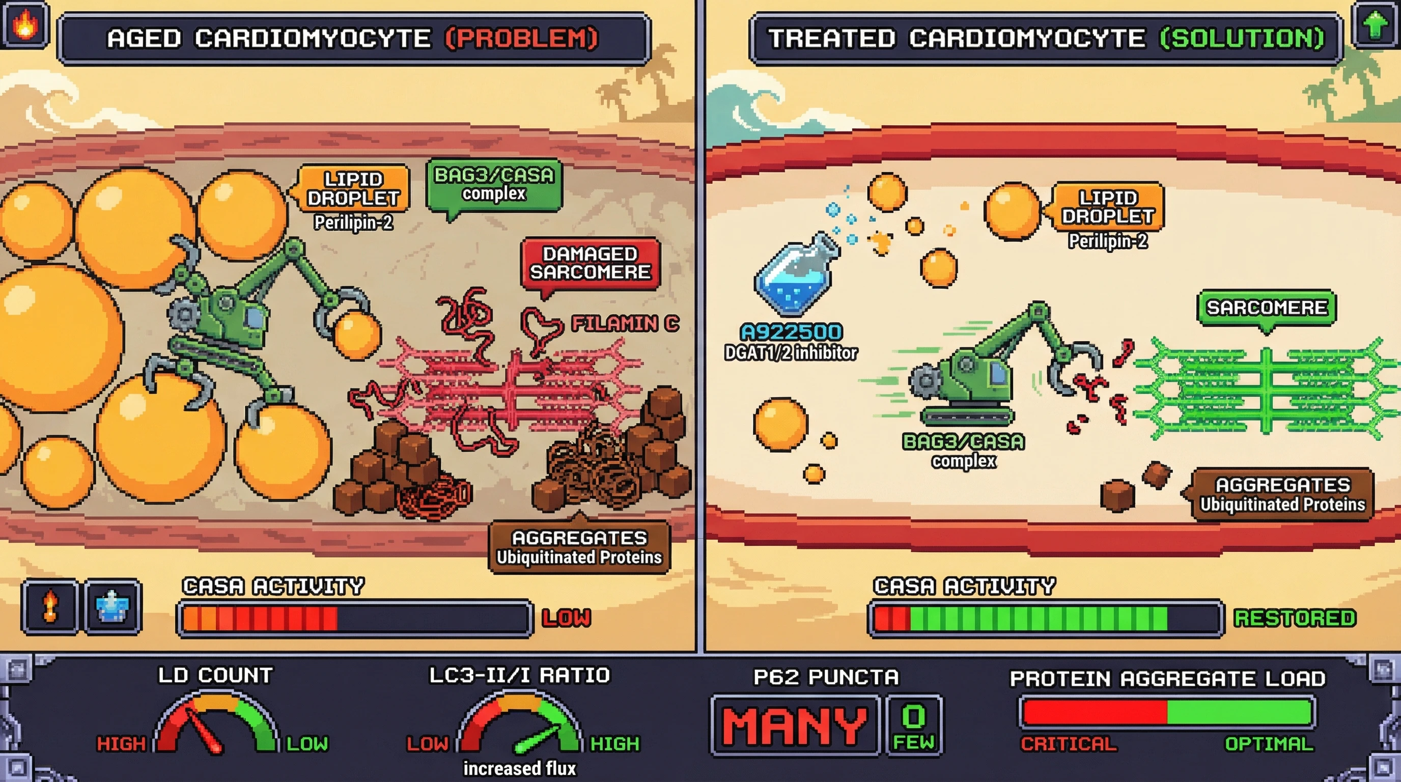 Infographic for: Lipid Droplet Sequestration Limits BAG3-Mediated CASA Efficiency in Aging Cardiomyocytes