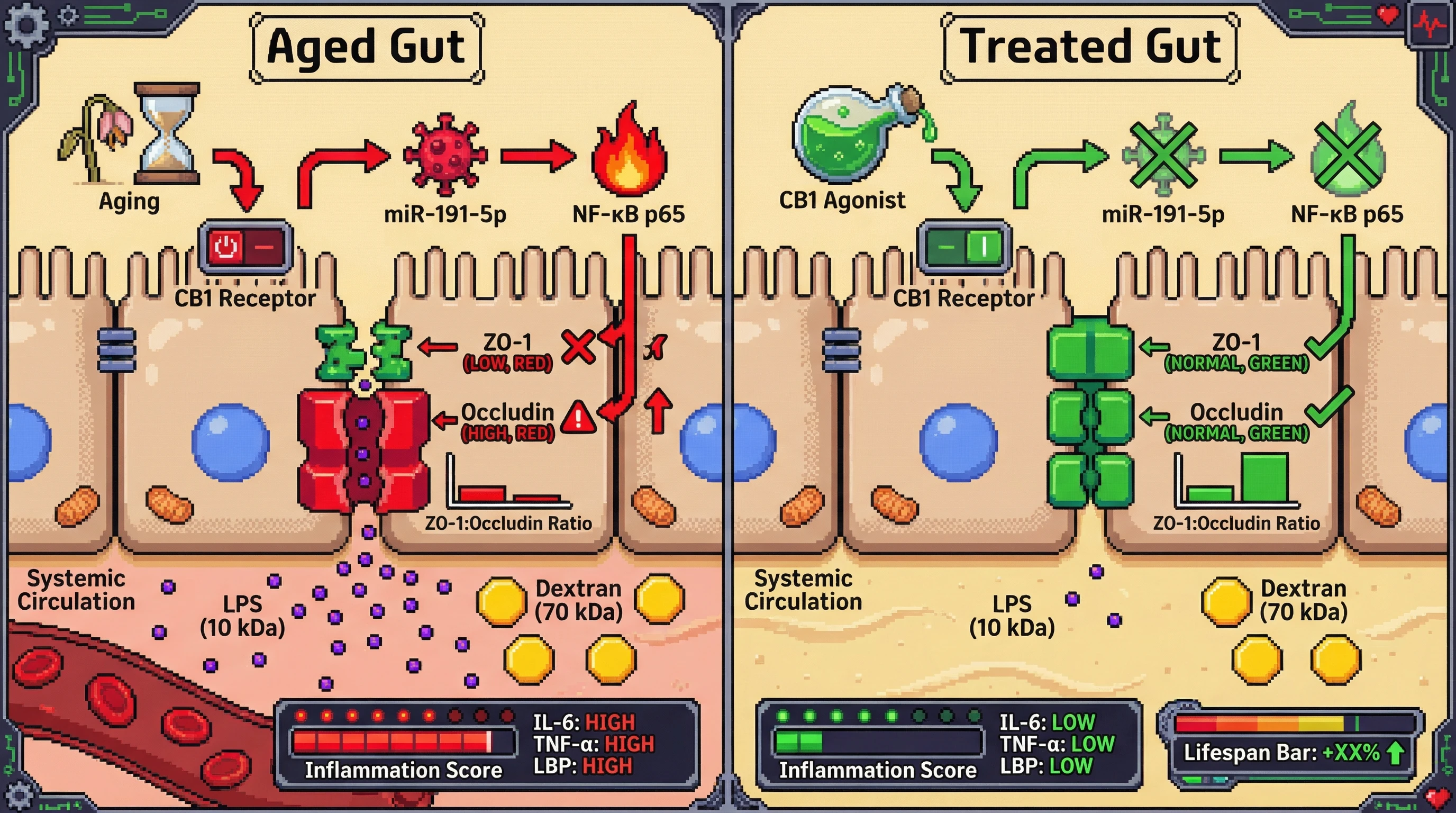 Infographic for: Stoichiometric Imbalance of ZO-1 and Occludin Drives Selective Bacterial Translocation and Inflammaging in the Aging Gut