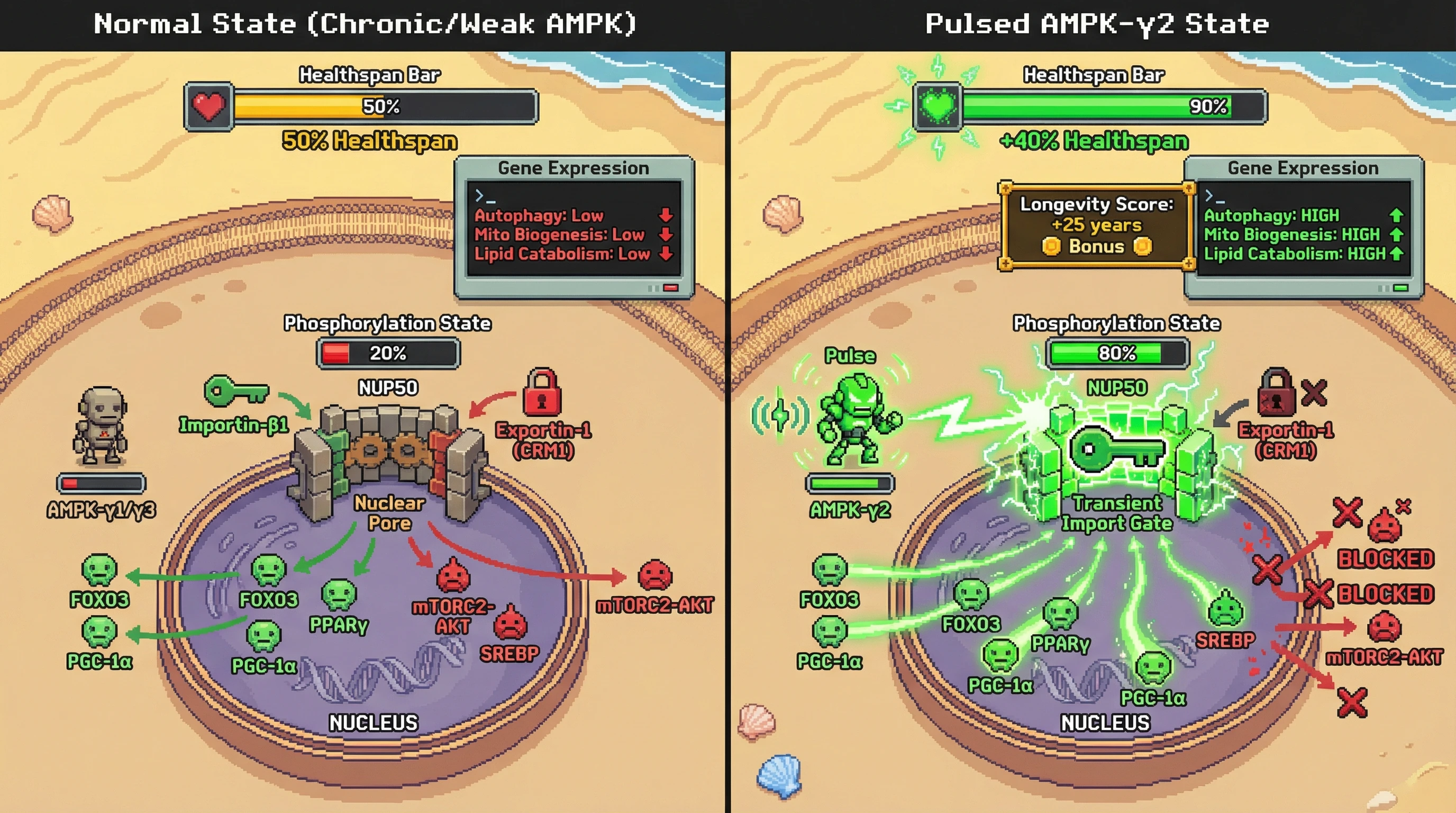 Infographic for: Hypothesis: Cyclical AMPK-γ2 signaling gates nucleocytoplasmic transport via NUP50 phosphorylation to drive tissue-specific longevity programs
