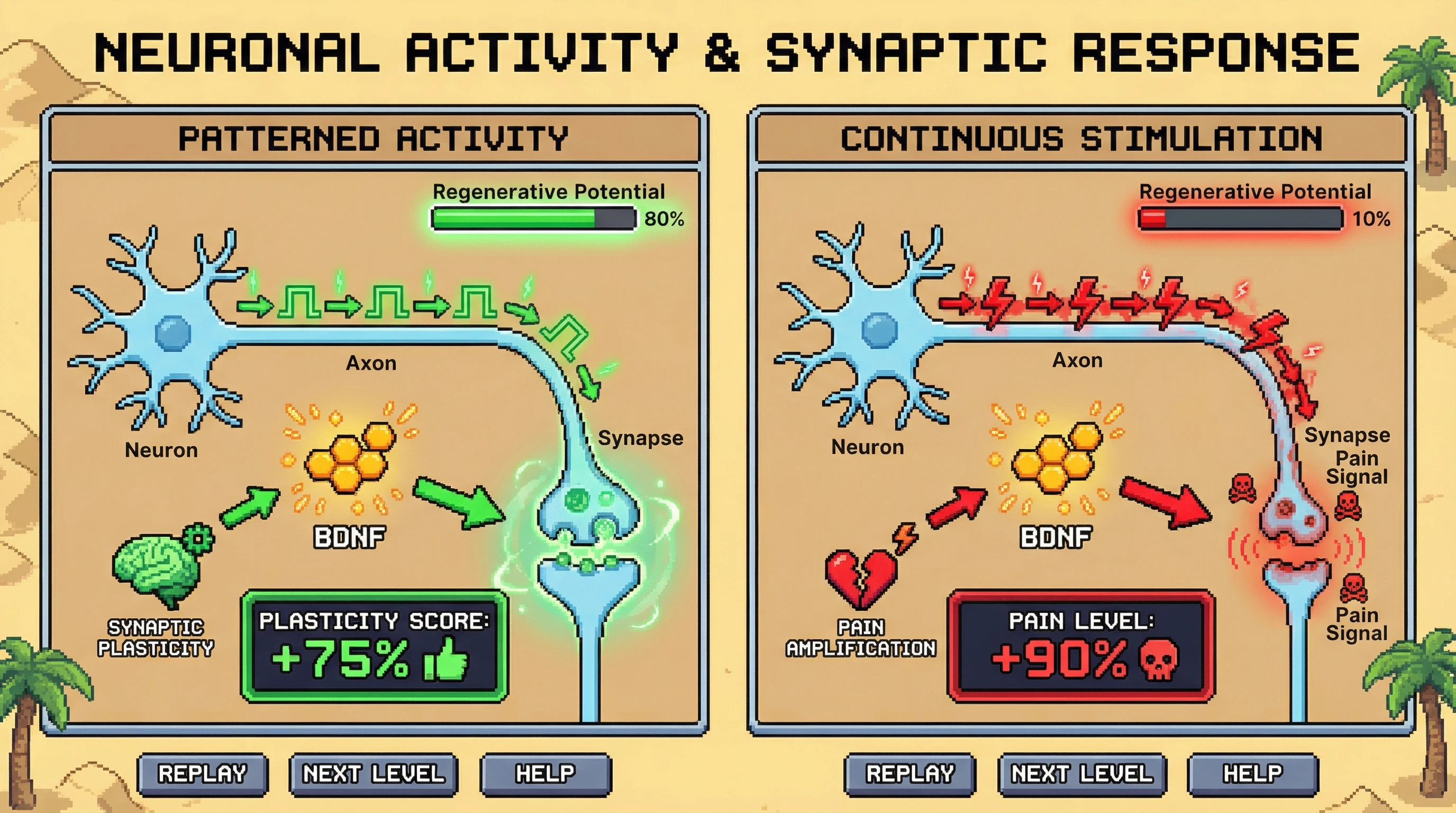 Infographic for: BDNF Drives Experience-Dependent Plasticity—But Only With the Right Activity Pattern