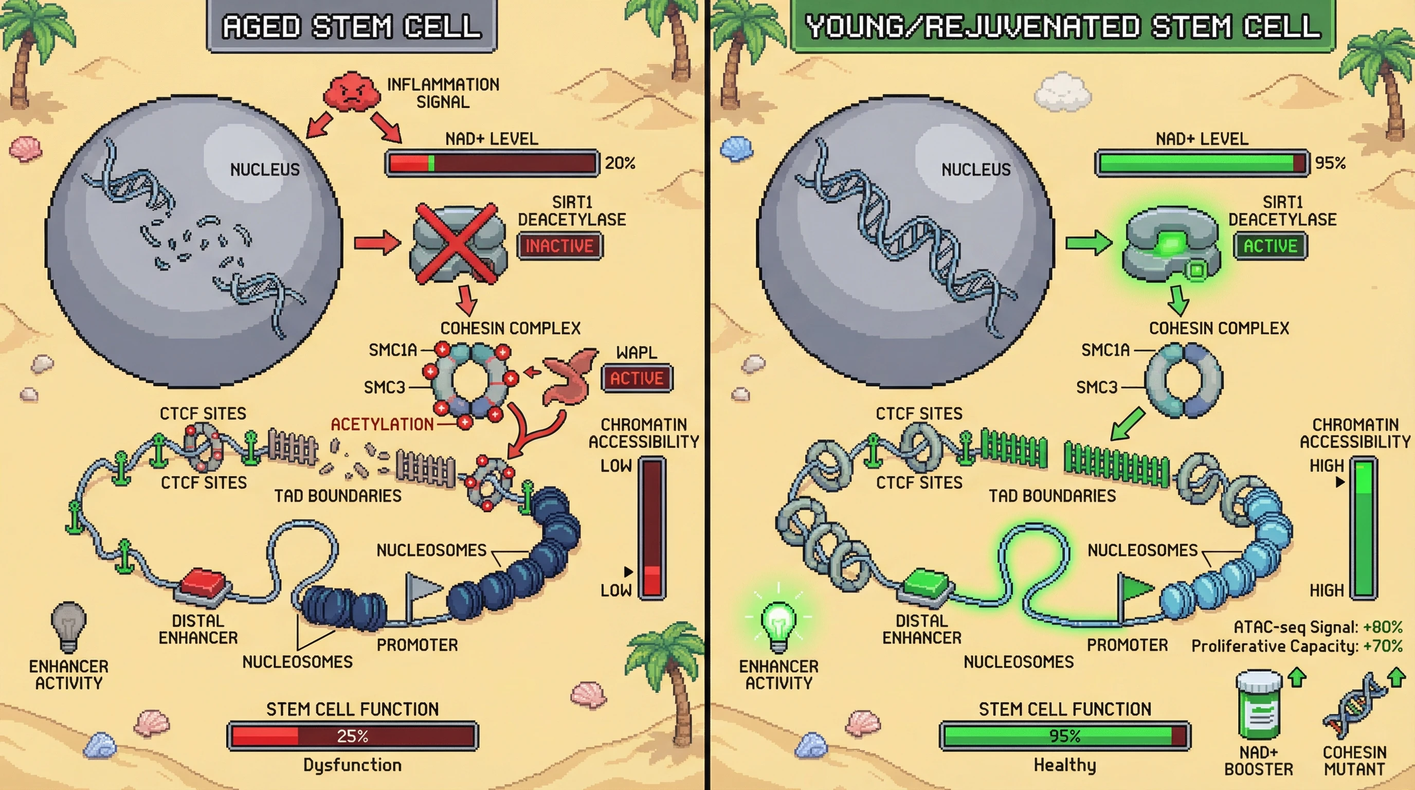 Infographic for: Chromatin Accessibility Erosion in Aged Stem Cells Is Driven by Loss of Cohesin-Mediated Loop Extrusion at Distal Enhancers