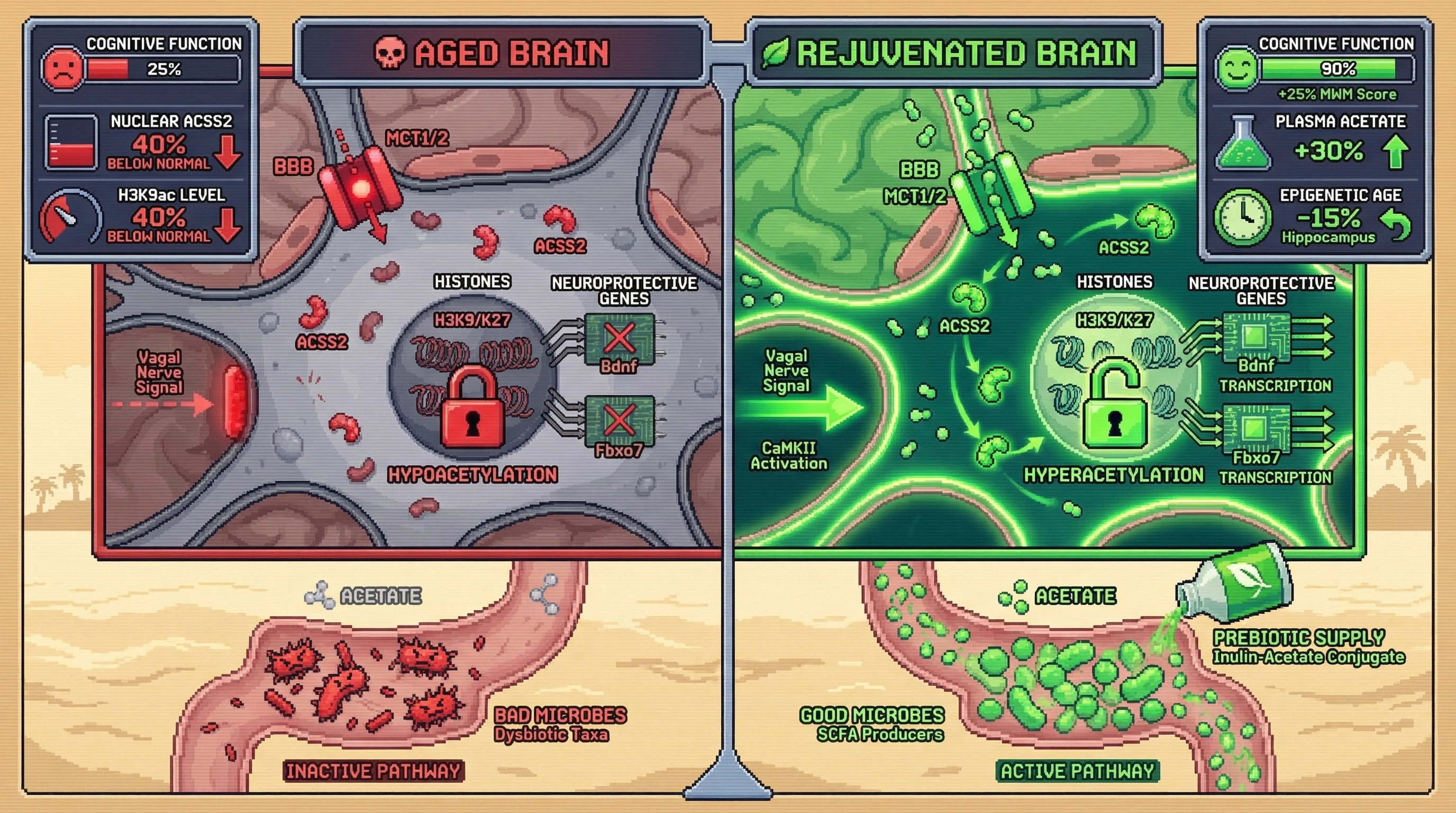 Infographic for: Gut-derived acetate sets neuronal epigenetic tone via ACSS2-dependent nuclear import, offering a bottom‑up route to counteract brain aging