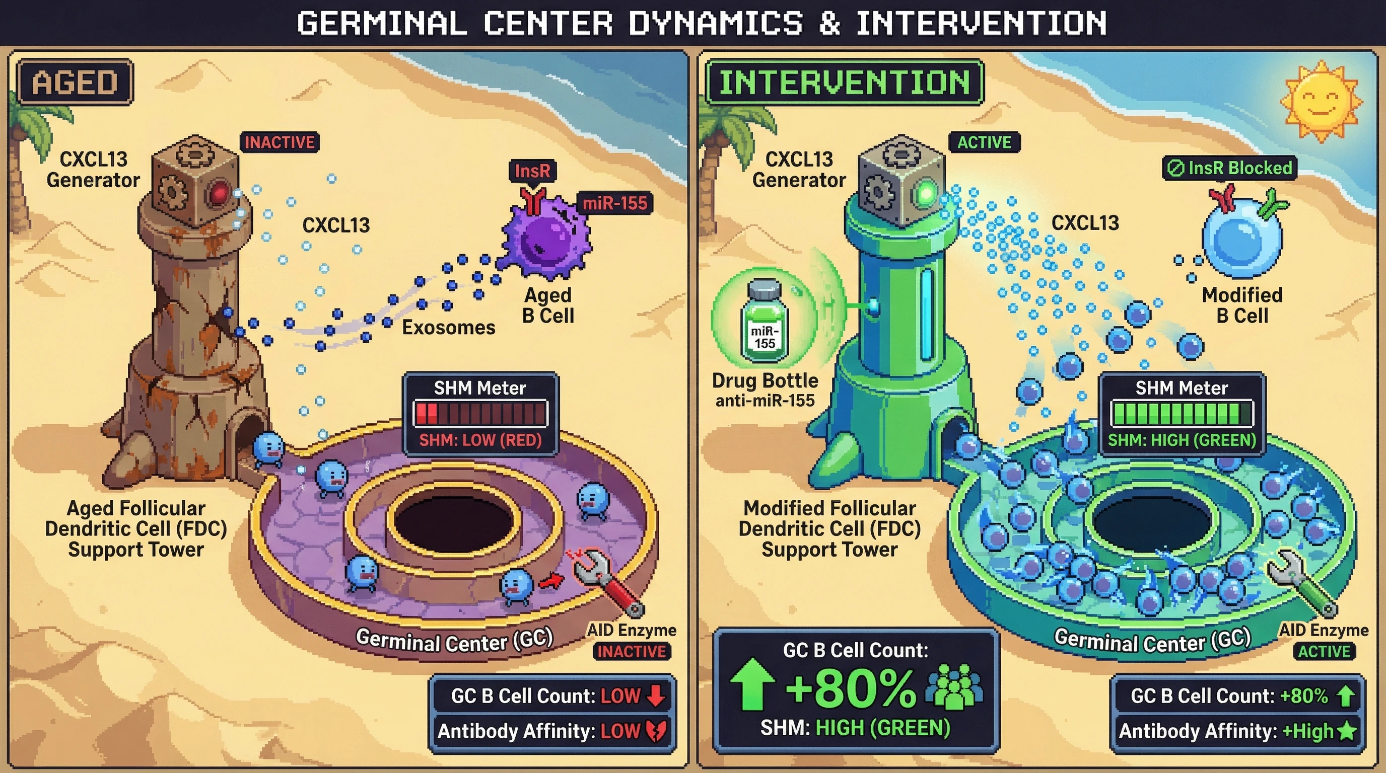 Infographic for: Age-related follicular dendritic cell senescence driven by B cell insulin receptor signaling limits CXCL13-dependent germinal center support and suppresses AID-mediated somatic hypermutation