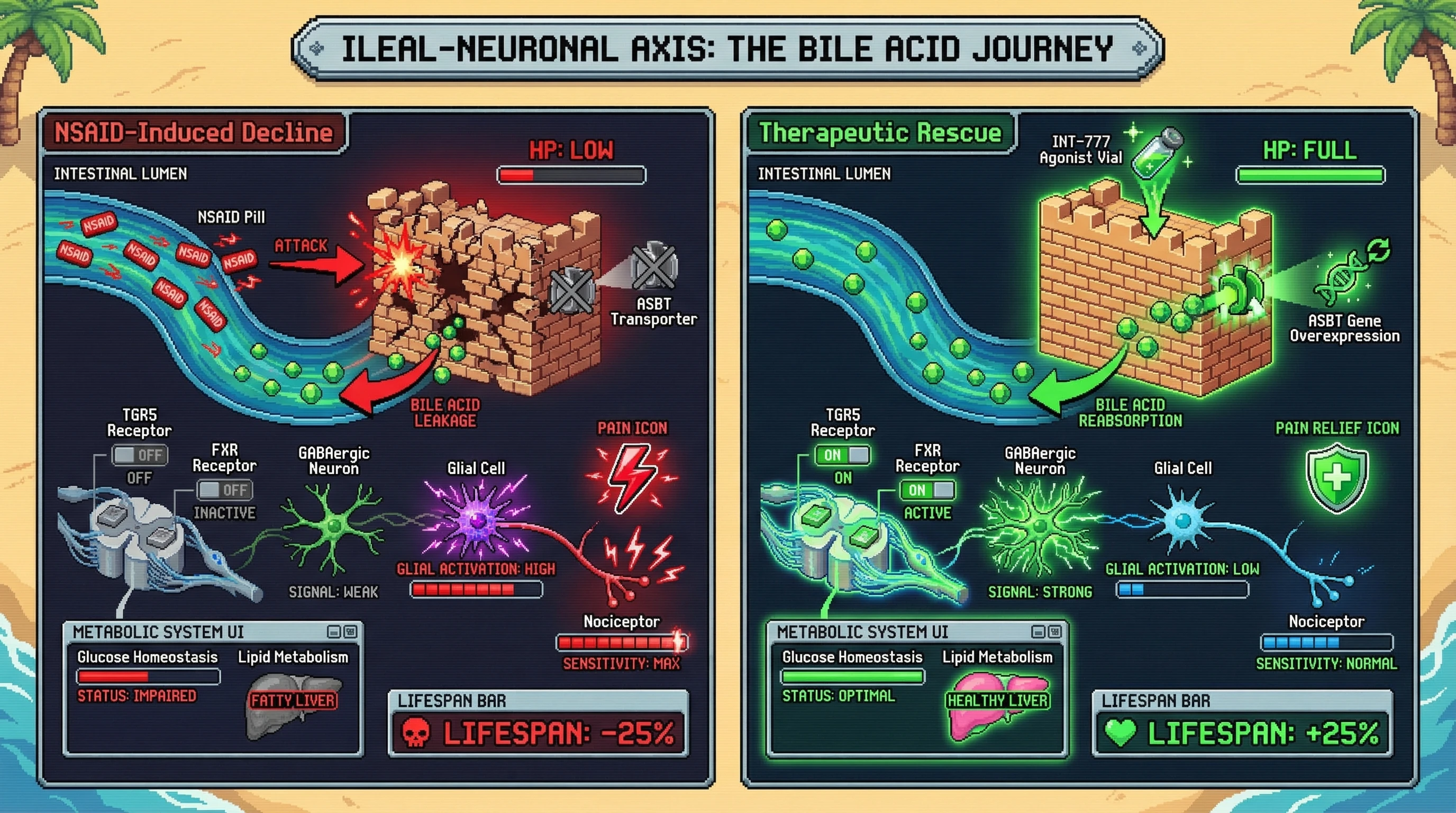 Mechanism: Chronic NSAID use damages gut enterocytes, reducing bile acid reabsorption and leading to decreased spinal analgesic signaling and metabolic dysfunction. Readout: Readout: Therapeutic interventions restore bile acid levels, reducing pain and improving metabolic health, as indicated by a +25% increase in the 'Lifespan Bar'.