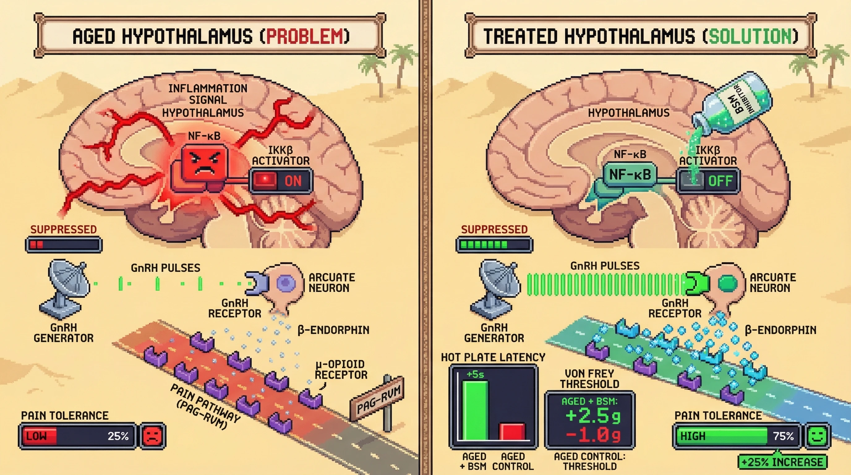 Infographic for: Hypothalamic NF‑κB Drives Age‑Related Opioid Deficit That Lowers Pain Tolerance
