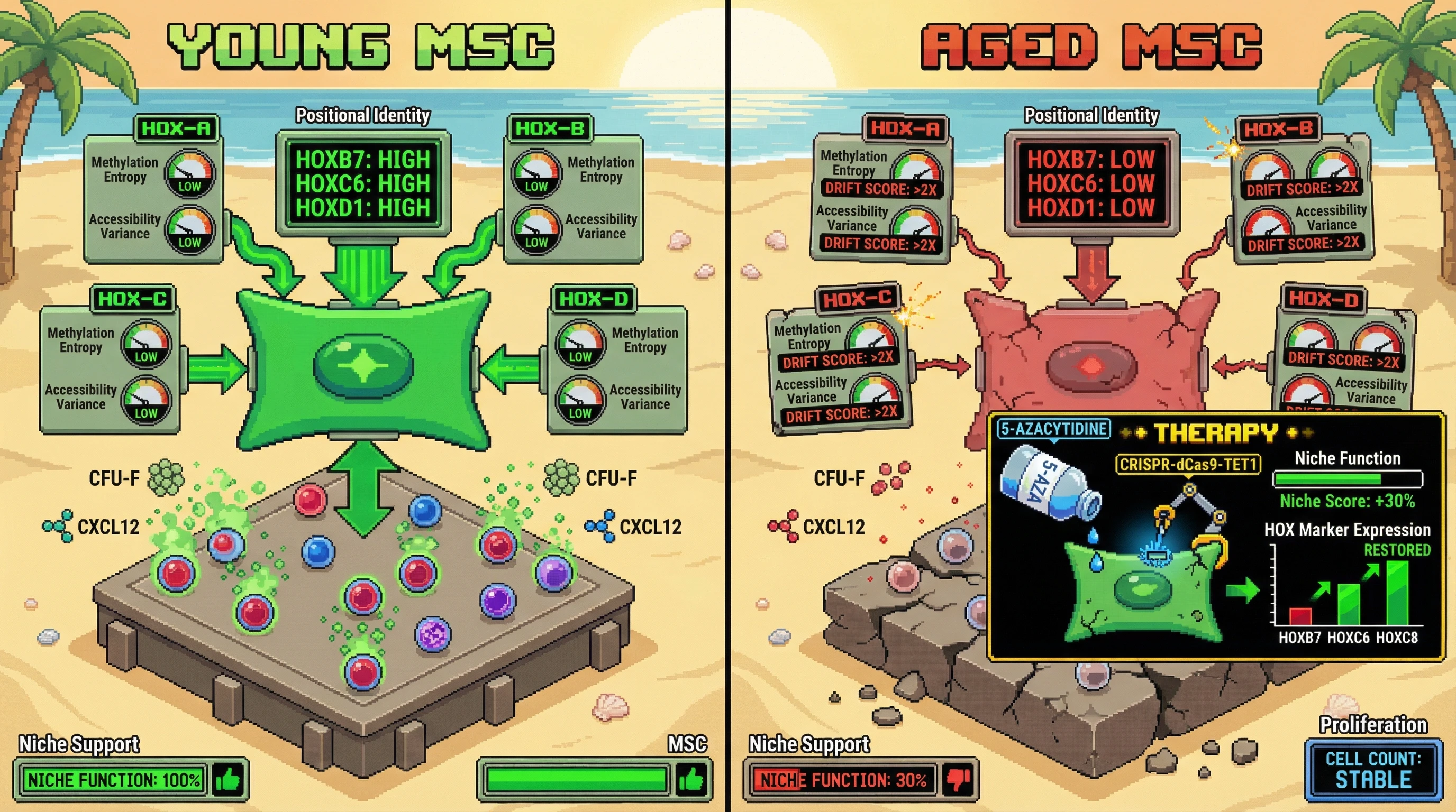 Infographic for: Hypothesis: Stochastic HOX Locus Epigenetic Drift Drives MSC Aging via Loss of Positional Identity and Increased Chromatin Accessibility Variance