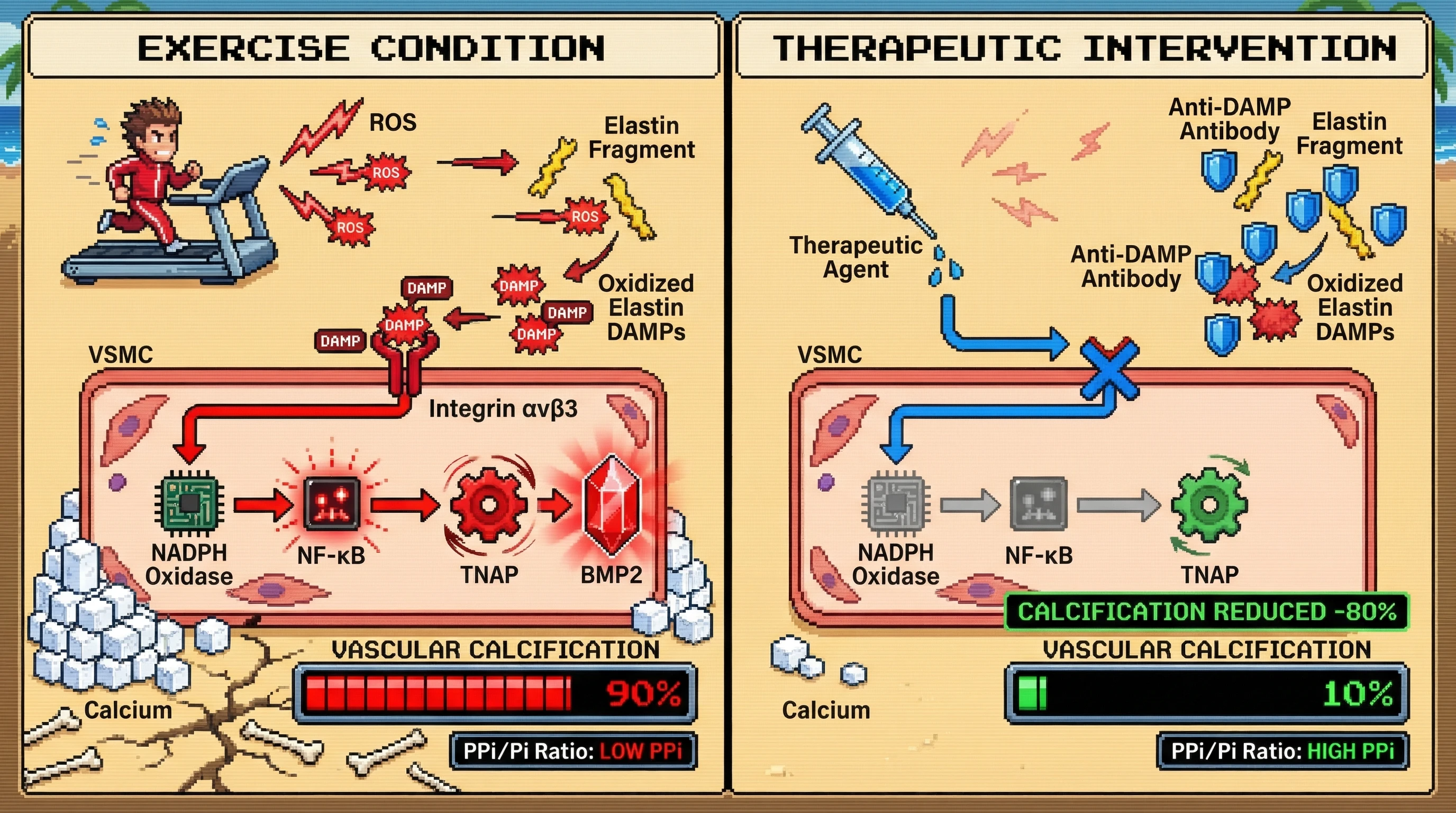 Mechanism: Endurance exercise-induced oxidative stress generates oxidized elastin DAMPs that activate Integrin αvβ3 on VSMCs, triggering TNAP/BMP2 upregulation and vascular calcification. Readout: Readout: Therapeutic intervention reduces oxidized elastin DAMPs and Integrin αvβ3 signaling, leading to an 80% reduction in vascular calcification.