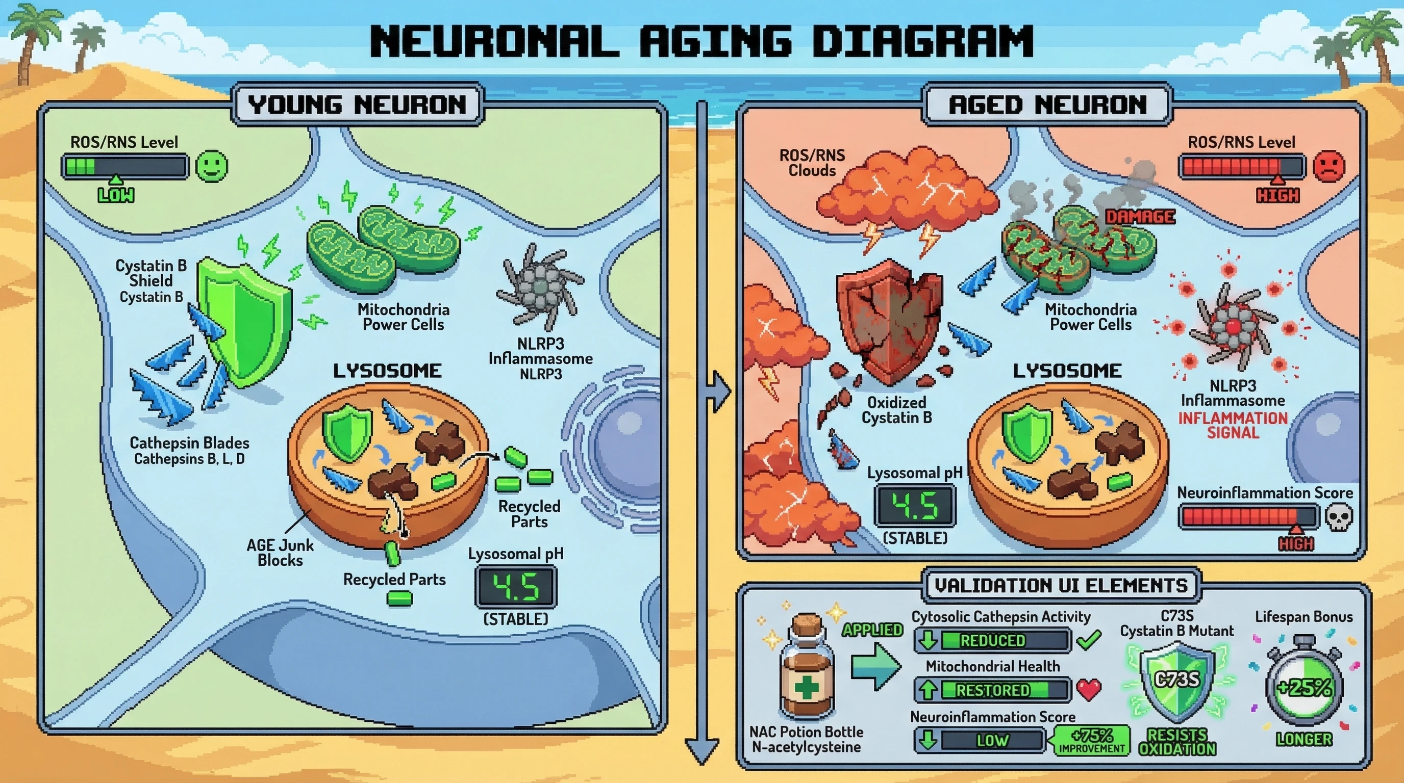 Mechanism: Age-dependent oxidative stress inactivates cytosolic Cystatin B, allowing unchecked cathepsin activity to damage mitochondria and activate the NLRP3 inflammasome. Readout: Readout: N-acetylcysteine treatment and a C73S mutant Cystatin B reduce cytosolic cathepsin activity, restore mitochondrial health, decrease neuroinflammation by 75%, and suggest a 25% lifespan increase.