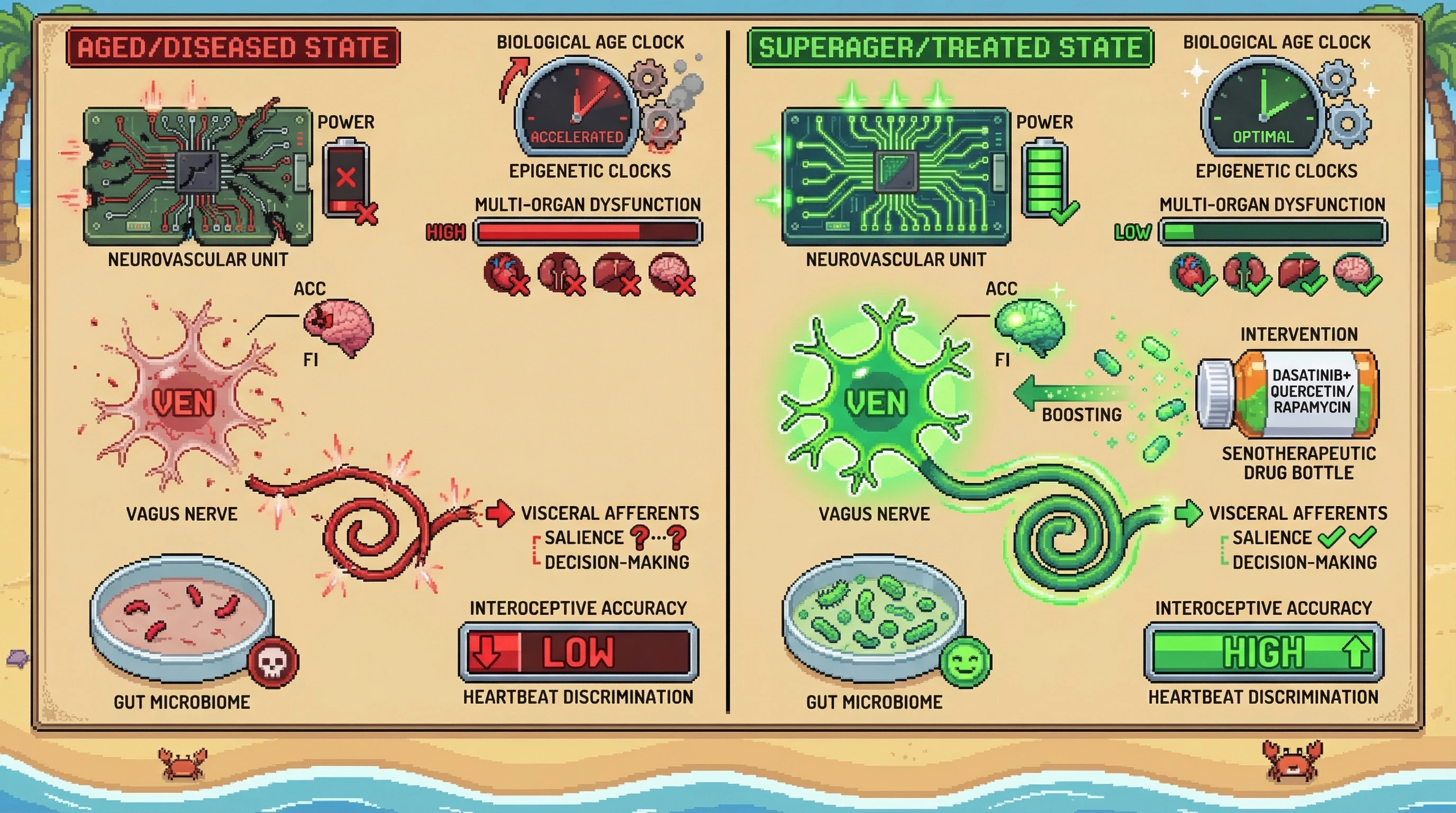 Infographic for: VEN Density as a Cellular Bridge Between Interoceptive Decline and Multi-Organ Biological Age: A Testable Senotherapeutic Hypothesis