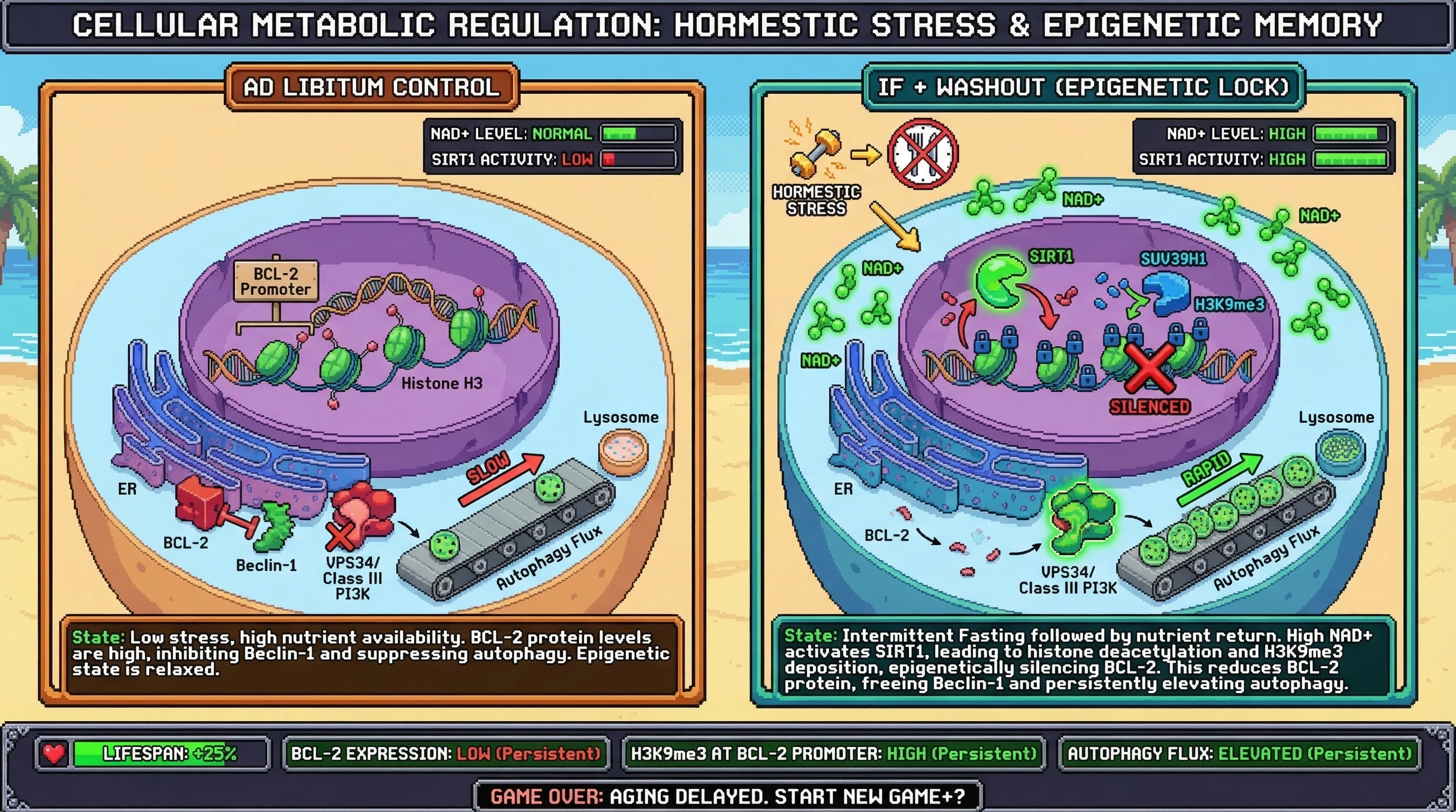 Infographic for: Epigenetic Locking of BCL-2 as a Durable Autophagy Switch Beyond Hormetic Stress