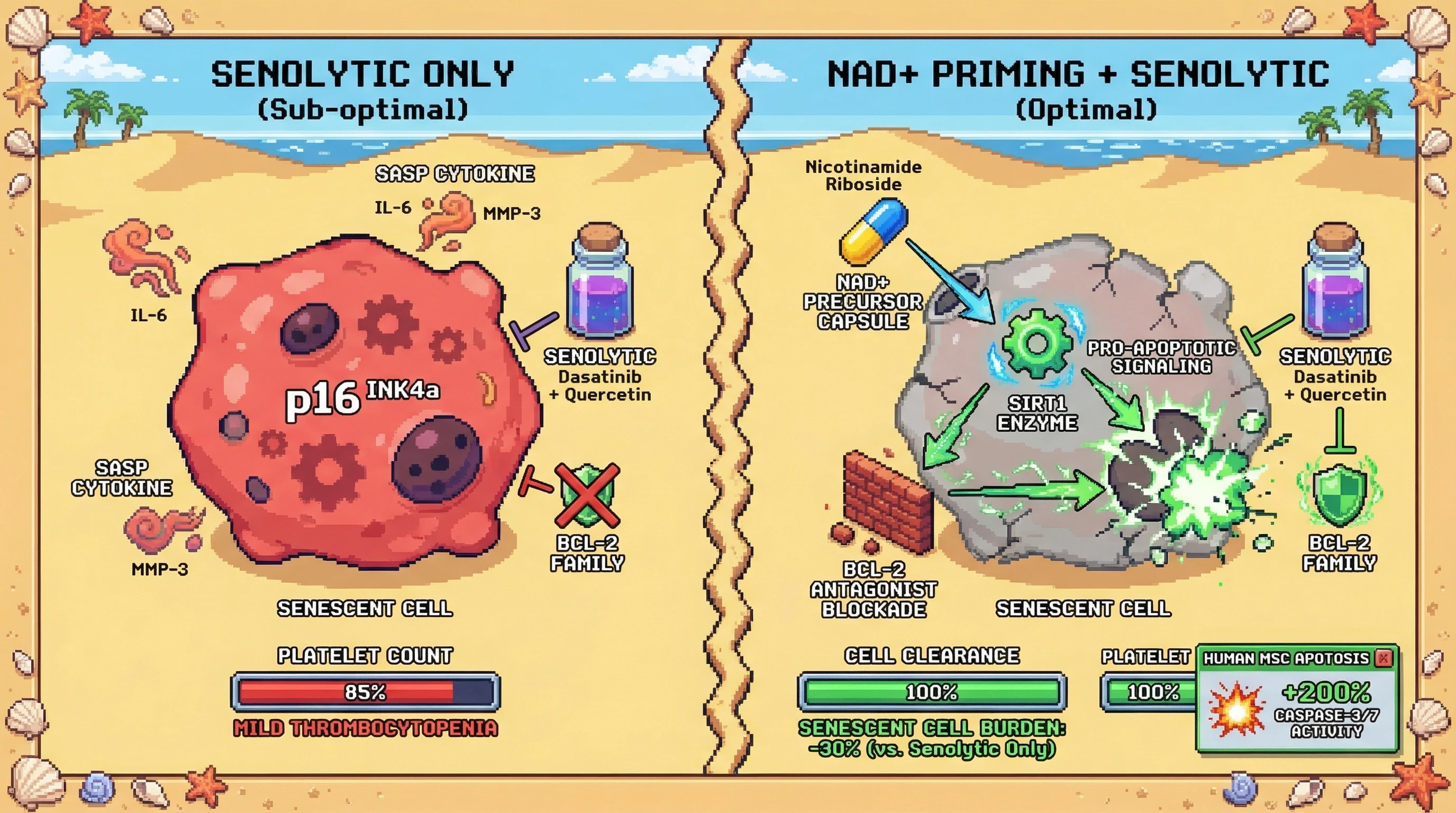 Mechanism: Intermittent NAD+ precursor priming activates SIRT1, which sensitizes senescent cells to apoptosis by deactivating BCL-2 antagonists, allowing lower senolytic doses. Readout: Readout: This approach leads to a ≥30% greater reduction in senescent cells and prevents thrombocytopenia compared to senolytics alone.