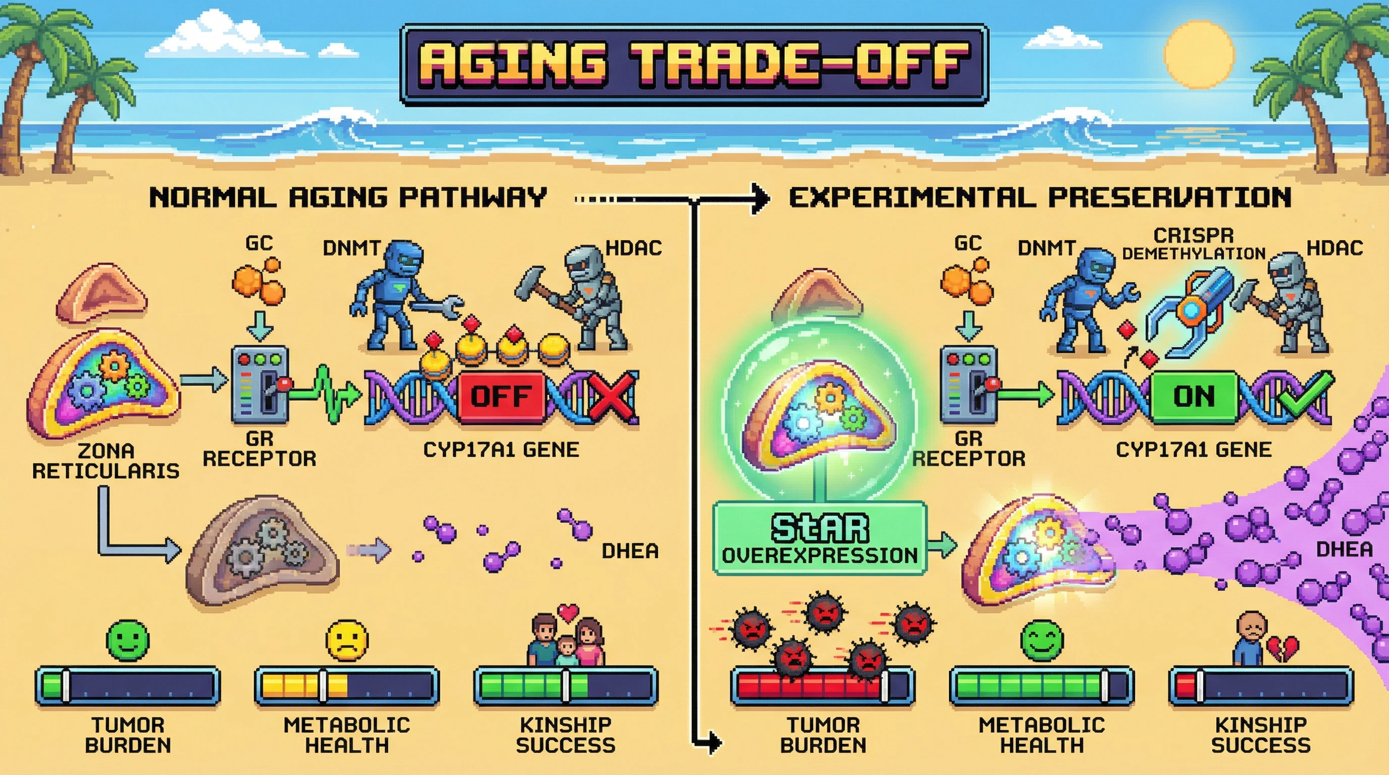 Mechanism: Glucocorticoid receptor signaling in aging actively silences the CYP17A1 gene, reducing DHEA and limiting androgen-driven tumors. Readout: Readout: Preserving DHEA output increases tumor burden but improves some metabolic markers, while decreasing kin reproductive success.