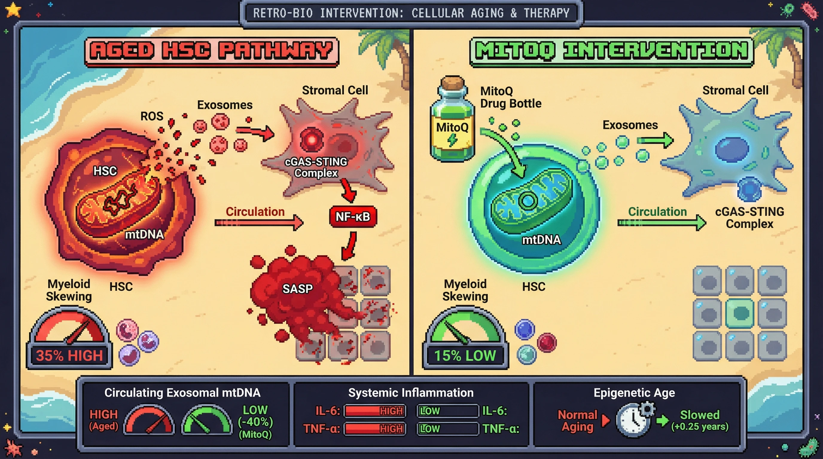 Infographic for: Mitochondrial ROS from aged hematopoietic stem cells propagates senescence via extracellular mtDNA, making immunometabolic reprogramming a upstream lever to slow systemic aging