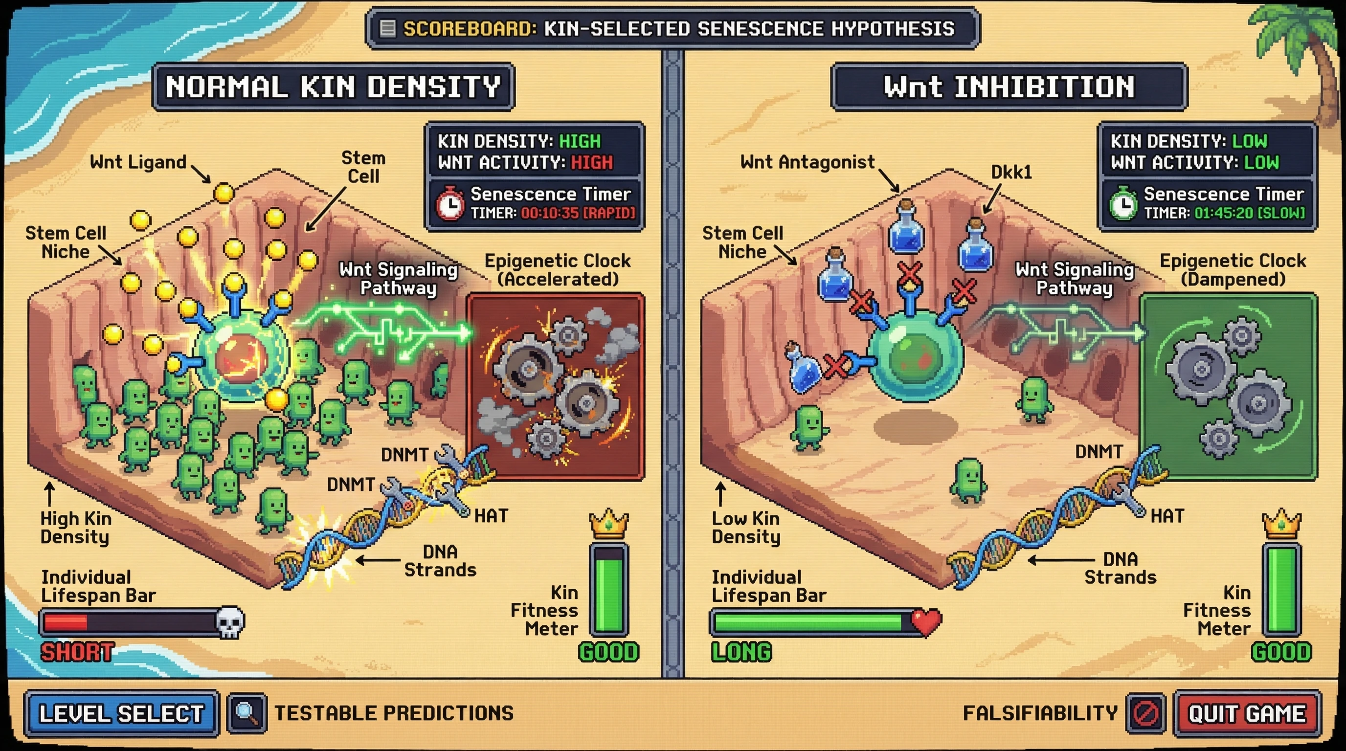 Mechanism: High Wnt activity in the stem cell niche, signaling high kin density, accelerates the epigenetic clock and individual senescence. Readout: Readout: Niche-specific Wnt inhibition dampens the epigenetic clock, extending individual lifespan while preserving kin fitness.