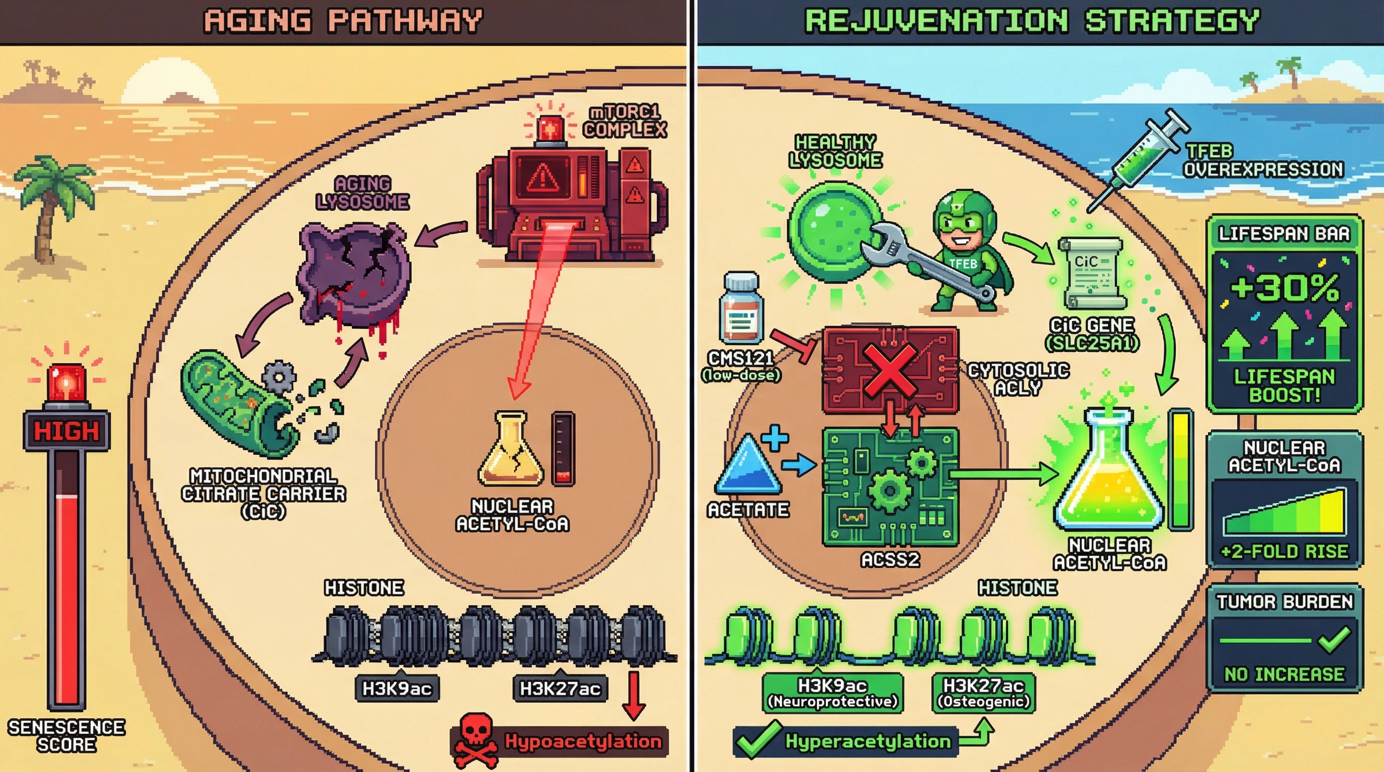 Mechanism: TFEB activation stabilizes the Mitochondrial Citrate Carrier (CiC) and, alongside acetate-fueled ACSS2, replenishes nuclear acetyl-CoA to increase histone acetylation. Readout: Readout: This combined strategy is predicted to increase lifespan by 30% and nuclear acetyl-CoA by 2-fold, without increasing tumor burden.