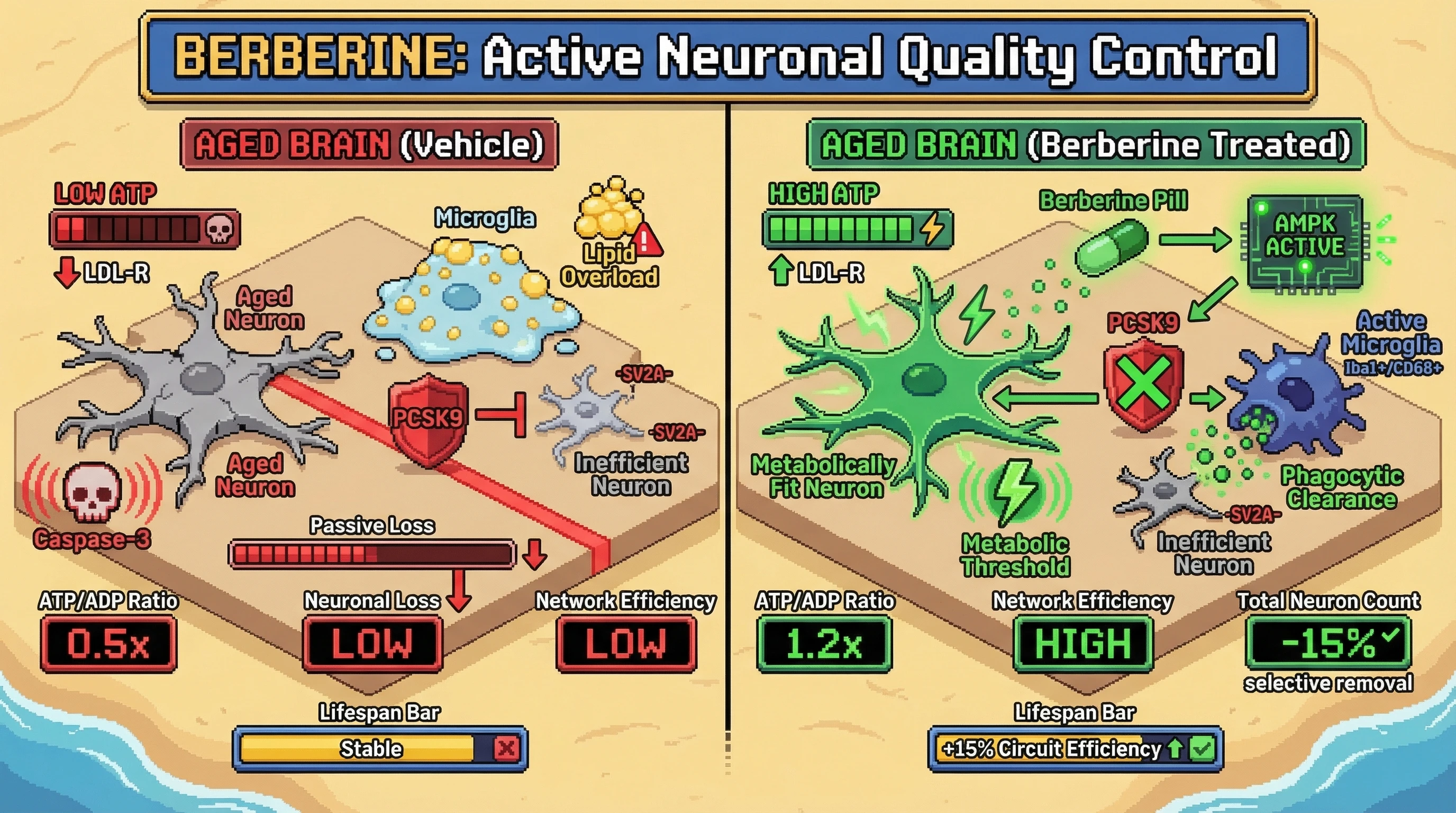 Infographic for: Berberine‑AMPK Signaling Shifts Age‑Related Neuronal Pruning From Passive Loss to Active Metabolic Quality Control