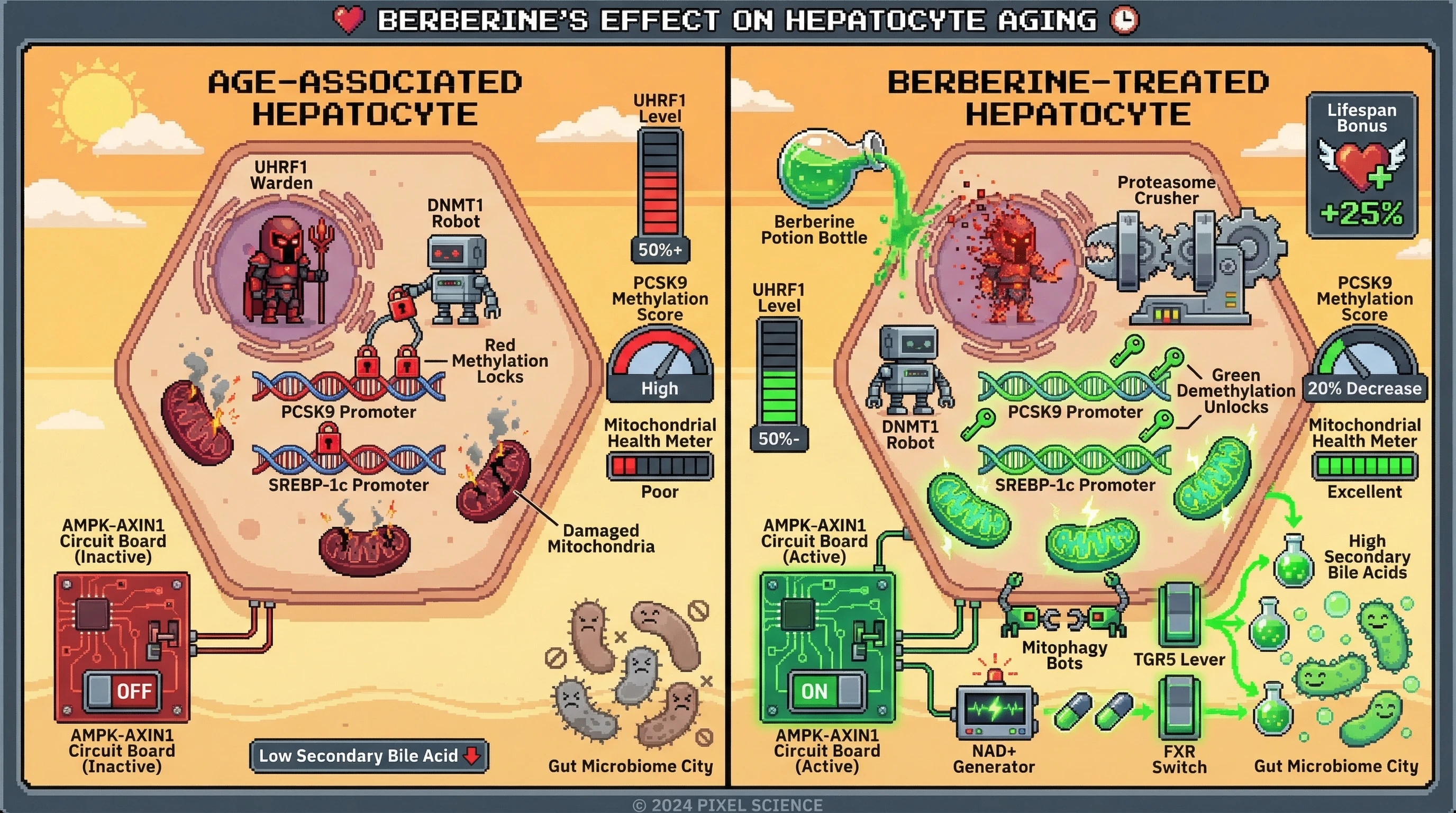 Mechanism: Berberine degrades UHRF1 and activates AMPK-AXIN1 signaling while reshaping the gut microbiome, leading to epigenetic and mitochondrial rejuvenation in hepatocytes. Readout: Readout: UHRF1 levels decrease, PCSK9 promoter methylation drops by ≥20%, and mitochondrial health improves, indicating a germline-like reset.