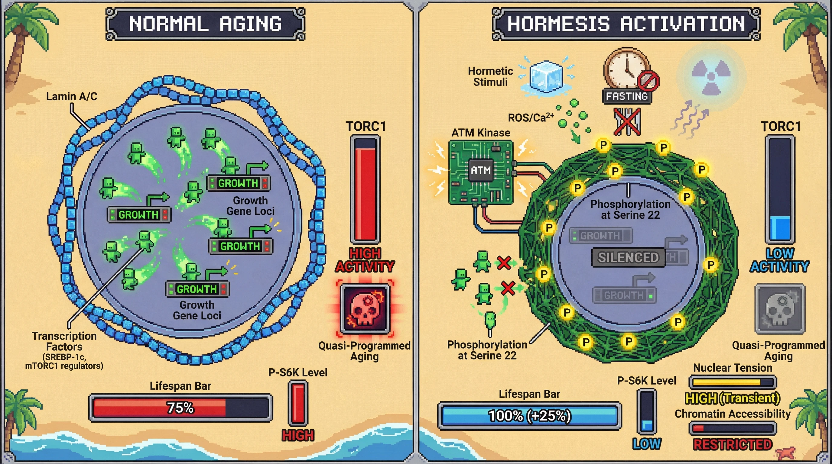 Infographic for: Hormesis triggers reversible lamin A/C‑mediated chromatin silencing that suppresses quasi‑programmed aging via ATM‑dependent mechanotransduction