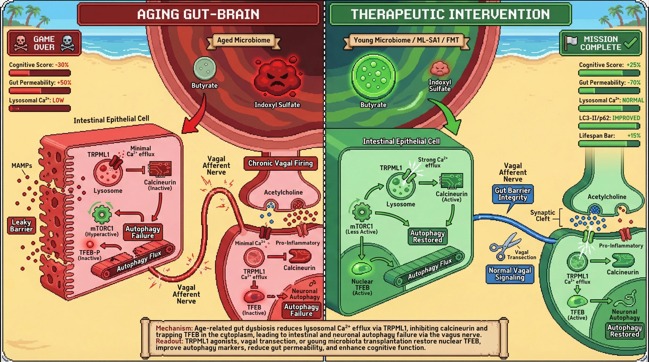 Infographic for: Microbial Metabolite–Driven Lysosomal Calcium Signaling Governs Intestinal TFEB Activity and Vagal Modulation of Neuronal Autophagy in Aging