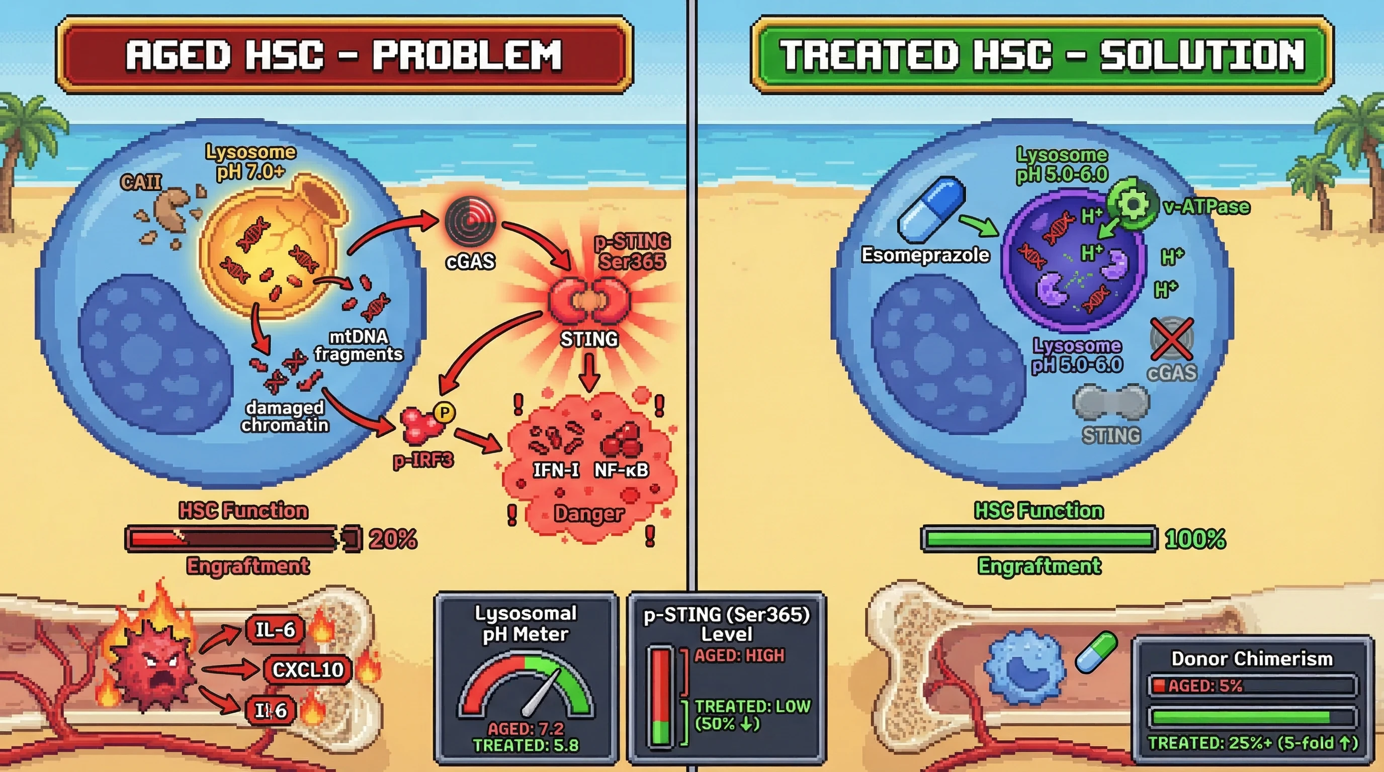 Mechanism: Ex vivo esomeprazole pretreatment corrects aged HSC lysosomal de-acidification, preventing mtDNA leakage and subsequent cGAS-STING activation. Readout: Readout: Treated HSCs show normalized lysosomal pH, a 50% reduction in p-STING, and a 5-fold improvement in donor chimerism.