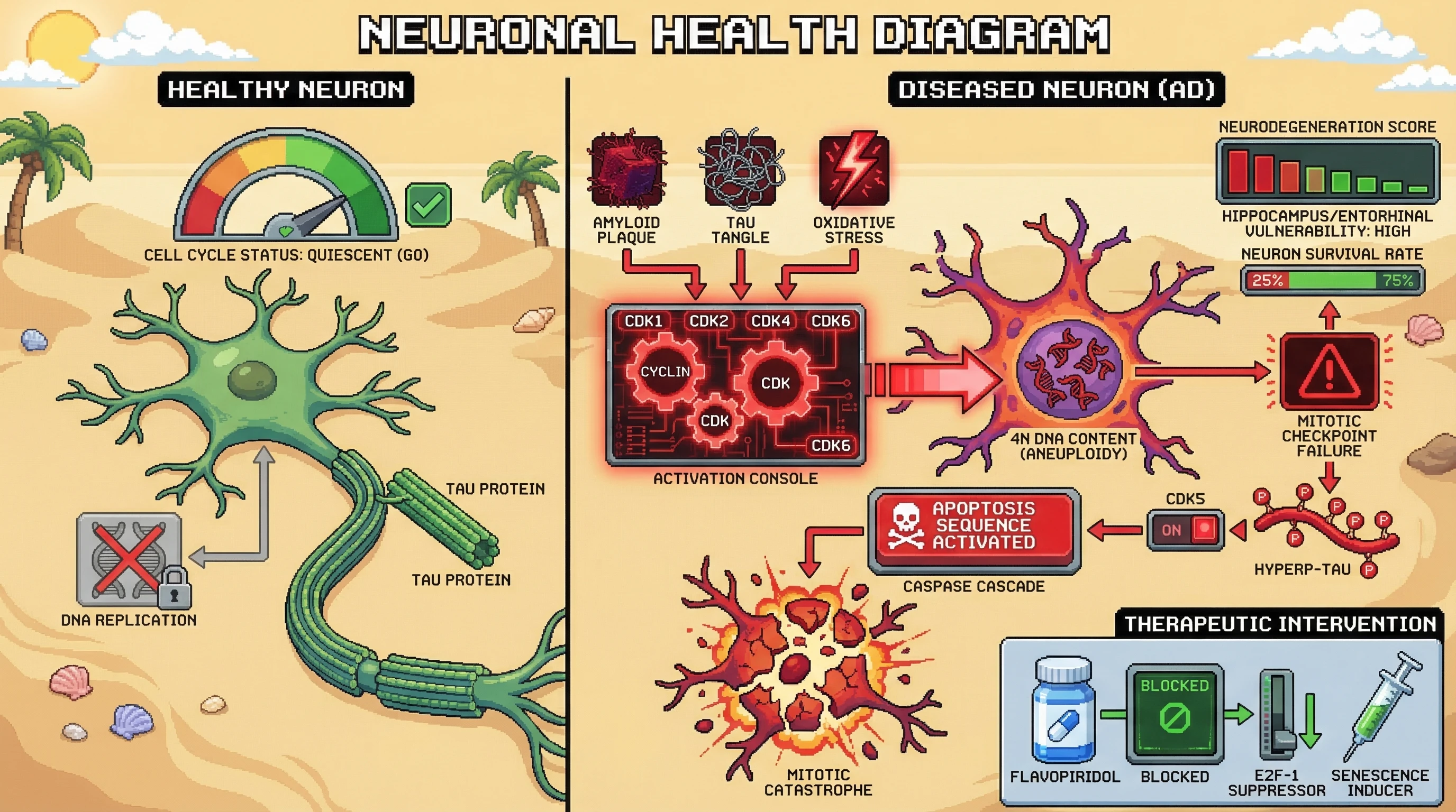 Infographic for:  Neuronal Cycle Re-entry On Alzheimer's Disease