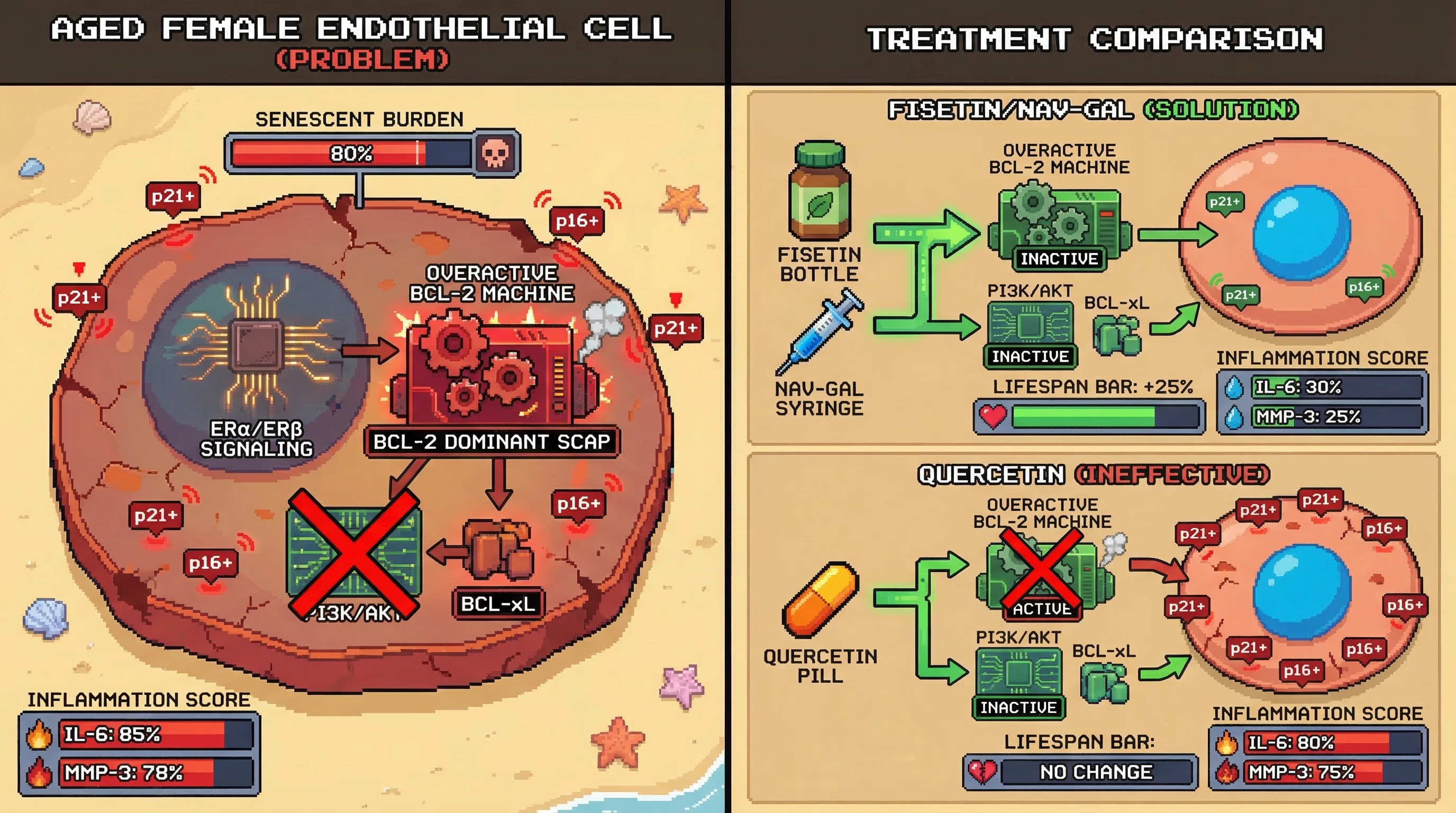 Mechanism: Aged female endothelial cells develop a BCL-2-dominant senescent cell anti-apoptotic pathway due to ERα/ERβ signaling, rendering quercetin ineffective as it primarily targets PI3K/AKT and BCL-xL. Readout: Readout: Fisetin and Nav-Gal reduce p21+/p16+ senescent cell burden by 50%, decrease IL-6/MMP-3 by 40%, and increase lifespan, while quercetin shows no significant effect.