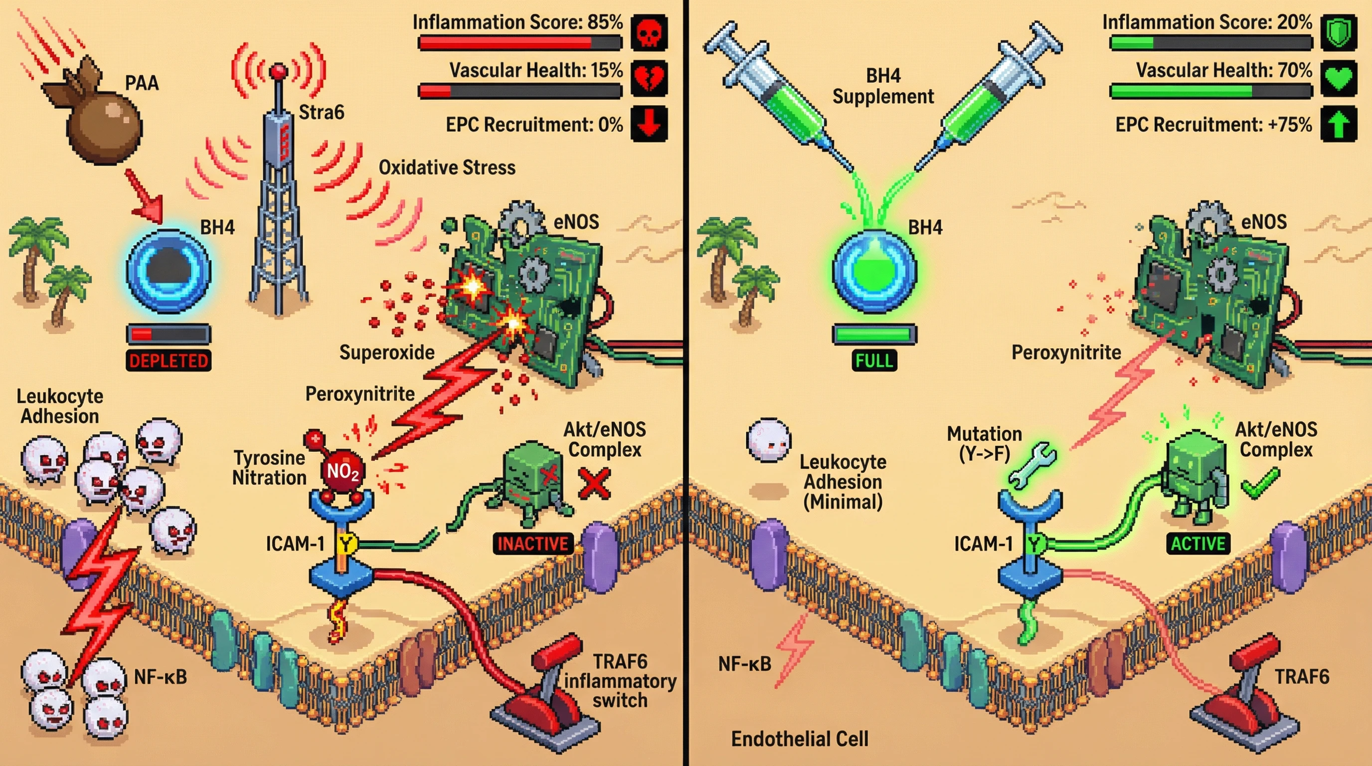 Mechanism: In senescent endothelial cells, eNOS uncoupling and PAA exposure cause ICAM-1 tyrosine nitration, redirecting its signaling from reparative Akt/eNOS to inflammatory TRAF6. Readout: Readout: This switch increases NF-κB activation and leukocyte adhesion, while BH4 supplementation or ICAM-1 Y-F mutation restores Akt/eNOS recruitment and improves vascular health metrics.