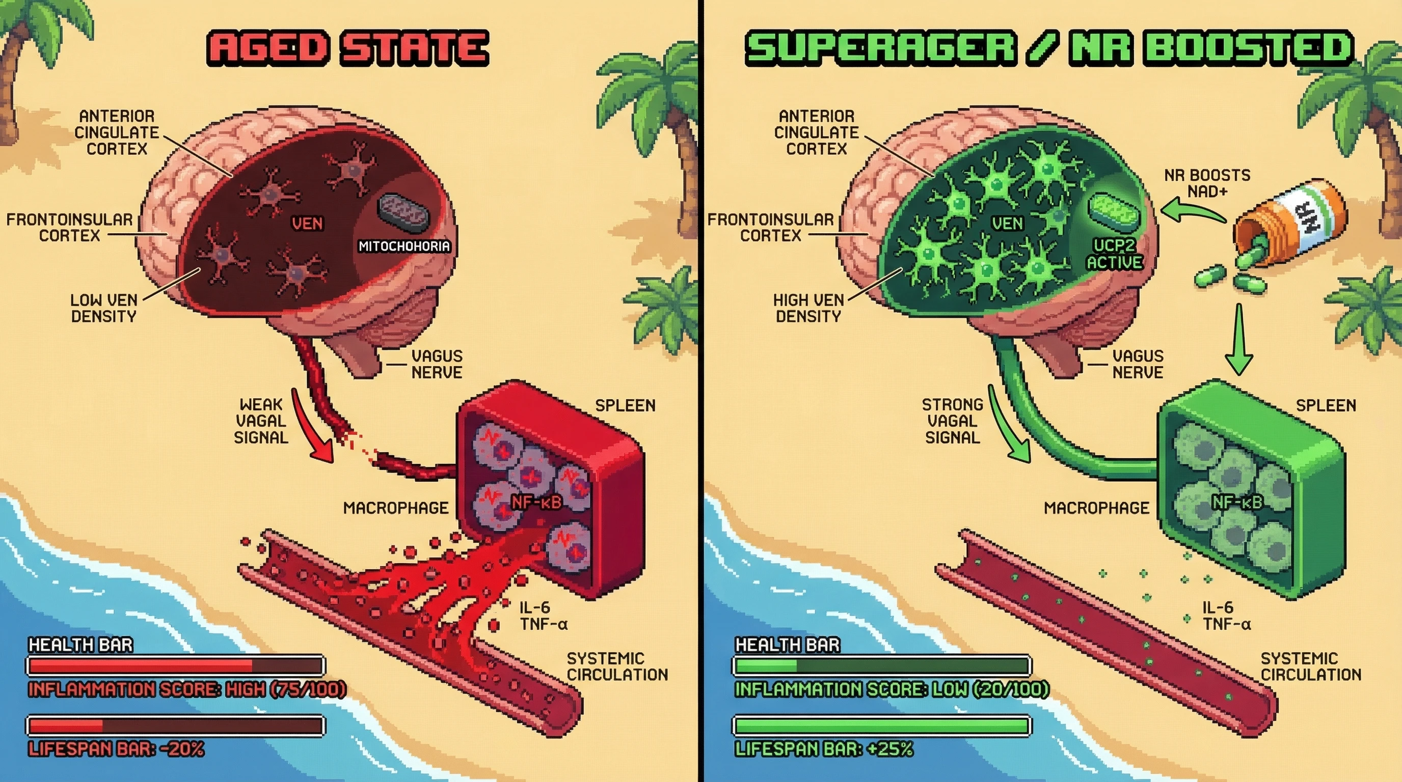 Infographic for: VEN Density as a Modulator of Systemic Inflammation via Vagal-Mediated Interoceptive Signaling: A Testable Hypothesis for Superager Resilience