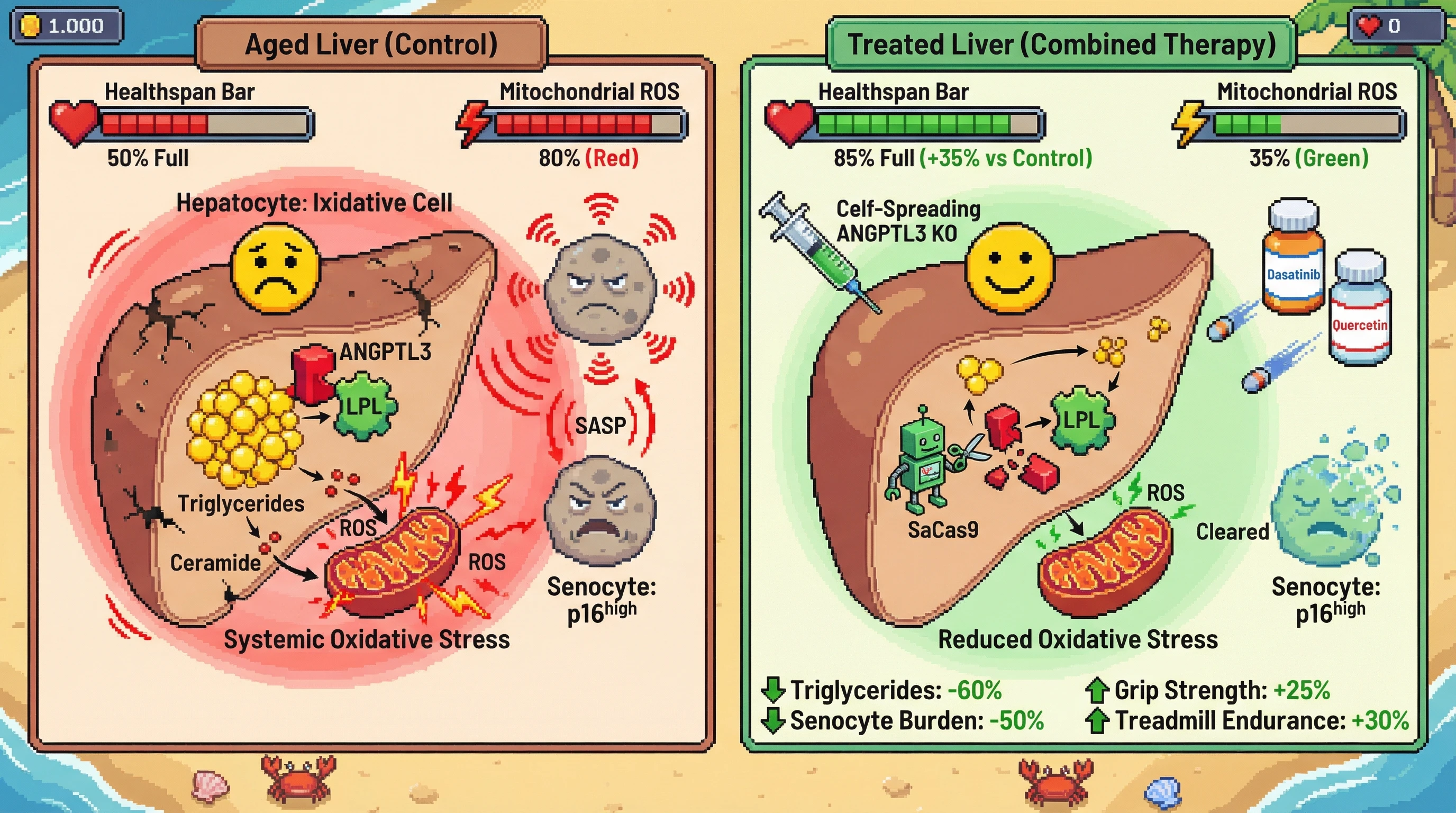 Mechanism: Self-spreading CRISPR knocks out ANGPTL3, enhancing triglyceride clearance, while intermittent senolytics eliminate senescent cells, reducing SASP. Readout: Readout: This combined approach significantly lowers mitochondrial ROS, decreases triglyceride levels by 60%, and improves functional healthspan metrics like grip strength by 25%.