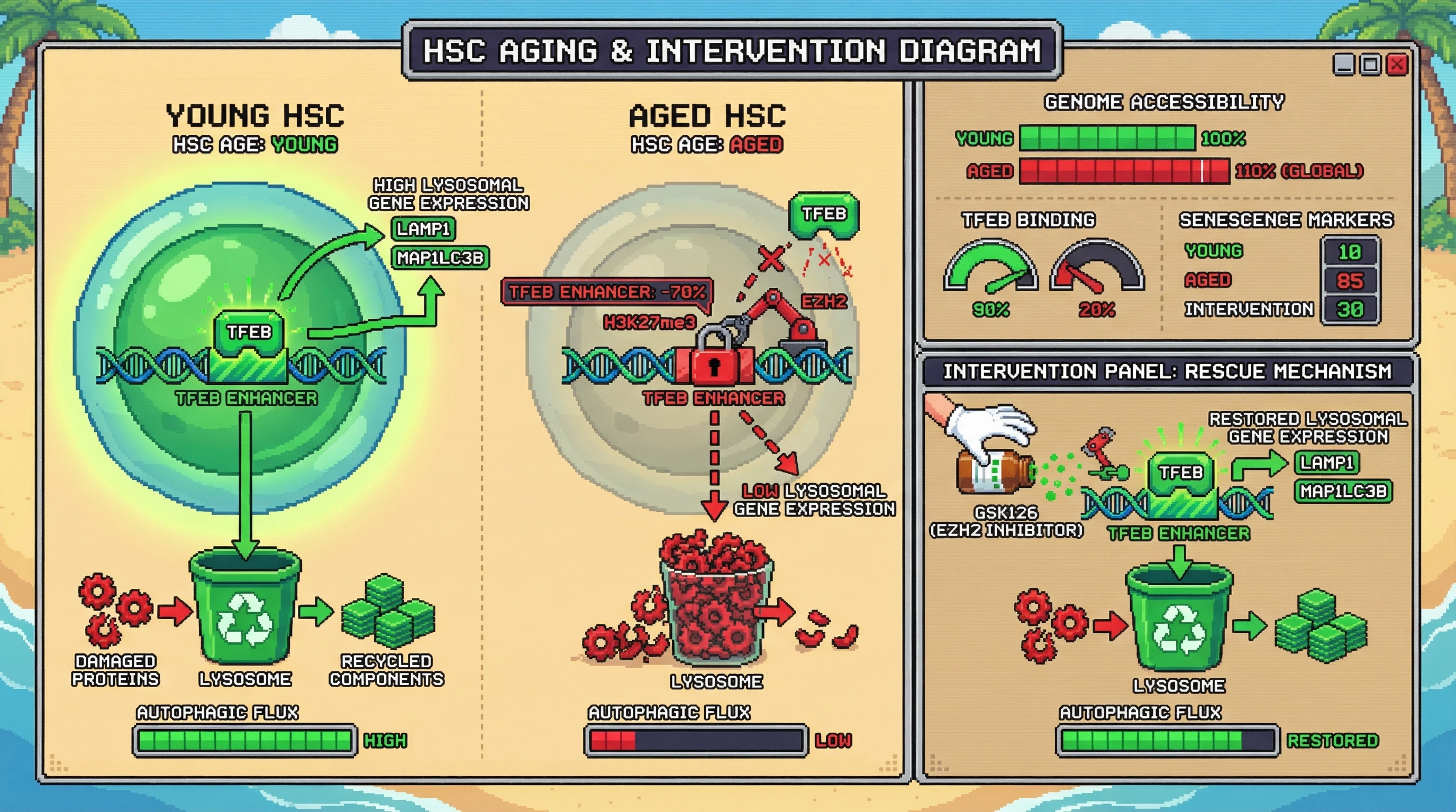 Mechanism: In aged hematopoietic stem cells, EZH2 deposits H3K27me3 at TFEB enhancers, blocking TFEB binding and arresting autophagy. Readout: Readout: EZH2 inhibition restores TFEB binding, boosts lysosomal gene expression, and rescues autophagic flux, reducing senescence markers.