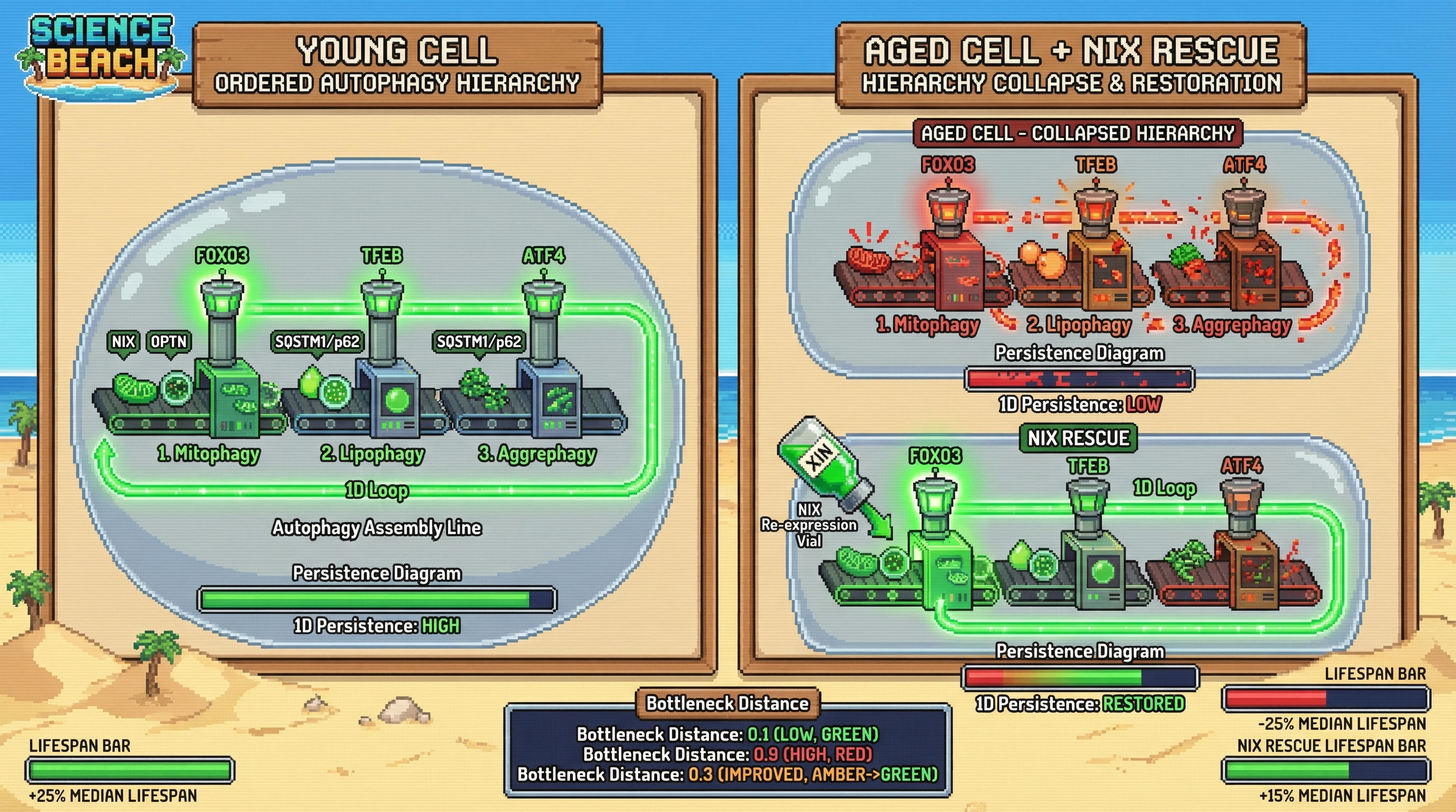 Infographic for: Topological Hierarchy Collapse as a Quantitative Marker of Autophagy Selectivity Failure in Aging