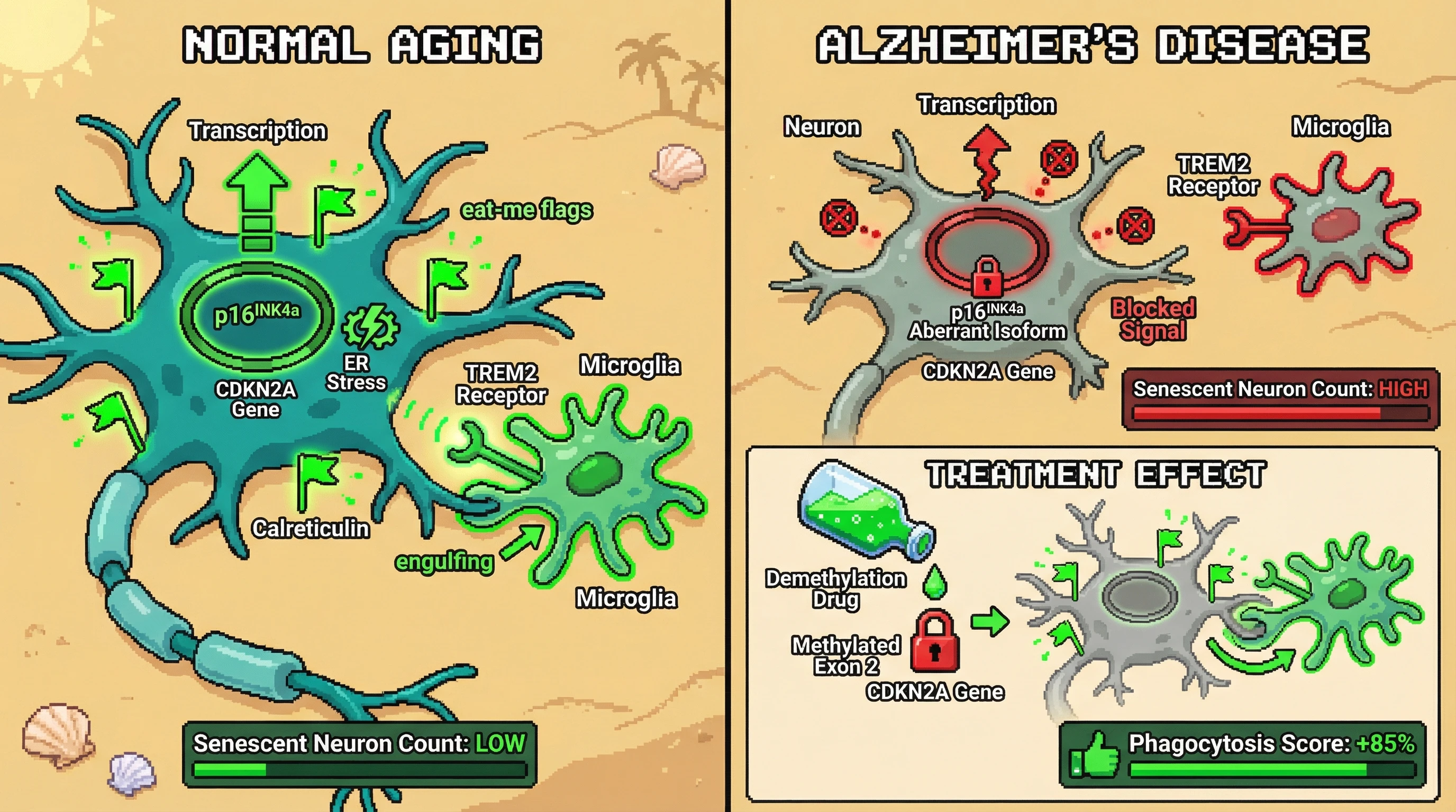 Infographic for: Epigenetic inversion of CDKN2A regulates microglial‑mediated neuronal eviction in brain aging and Alzheimer's disease