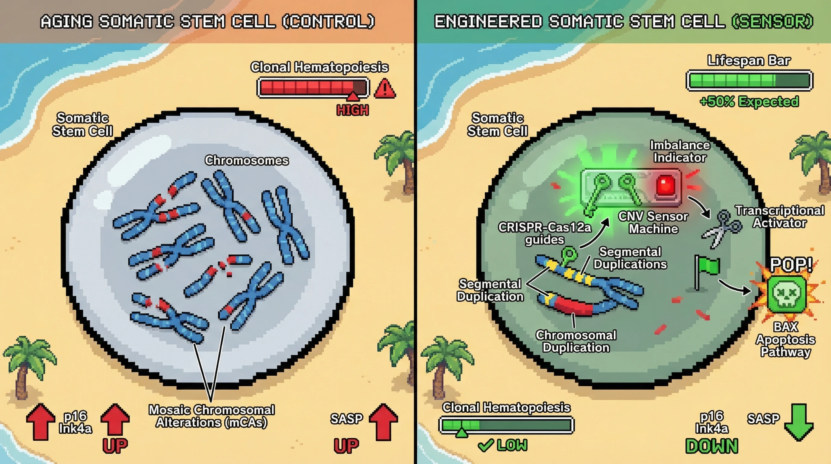 Mechanism: A synthetic CNV sensor in somatic stem cells detects chromosomal duplications, activating a BAX-mediated apoptosis pathway to eliminate aberrant cells. Readout: Readout: This reduces mosaic chromosomal alterations, lowers clonal hematopoiesis, and increases expected lifespan by 50%.
