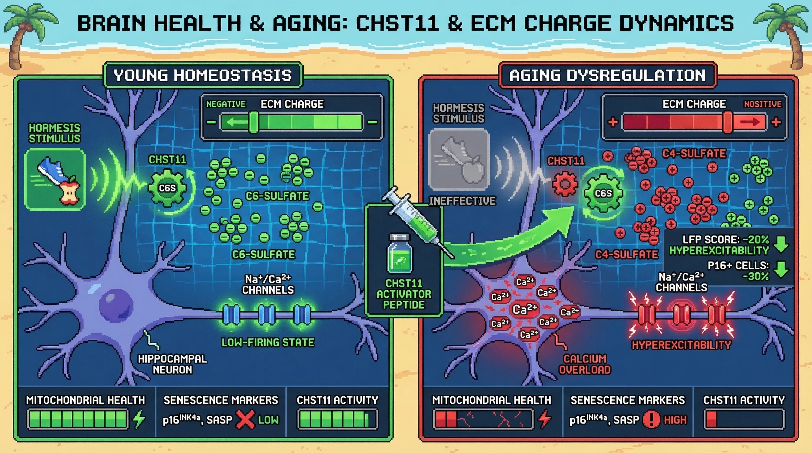 Mechanism: Hormetic stimuli increase C6-sulfation in the hippocampal ECM via CHST11, tuning neuronal excitability to a protective low-firing state that preserves mitochondrial function and suppresses senescence. Readout: Readout: Aging reduces CHST11 activity, leading to hyperexcitability and senescence, which is ameliorated by a CHST11 activator peptide, reducing LFP scores and p16+ cells.
