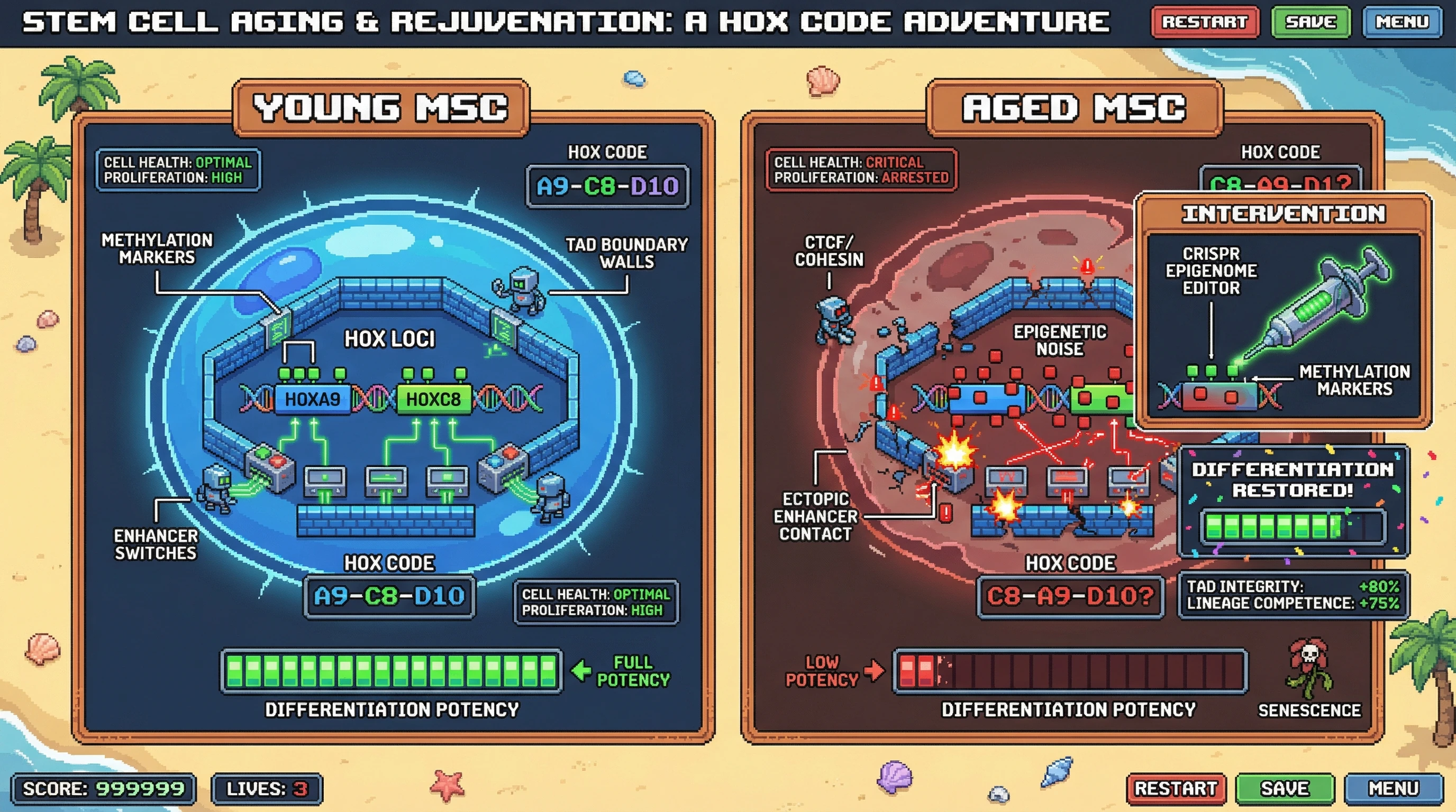 Infographic for: Epigenetic Noise at HOX Loci Drives Positional Memory Loss and Differentiation Defects in Aging MSCs