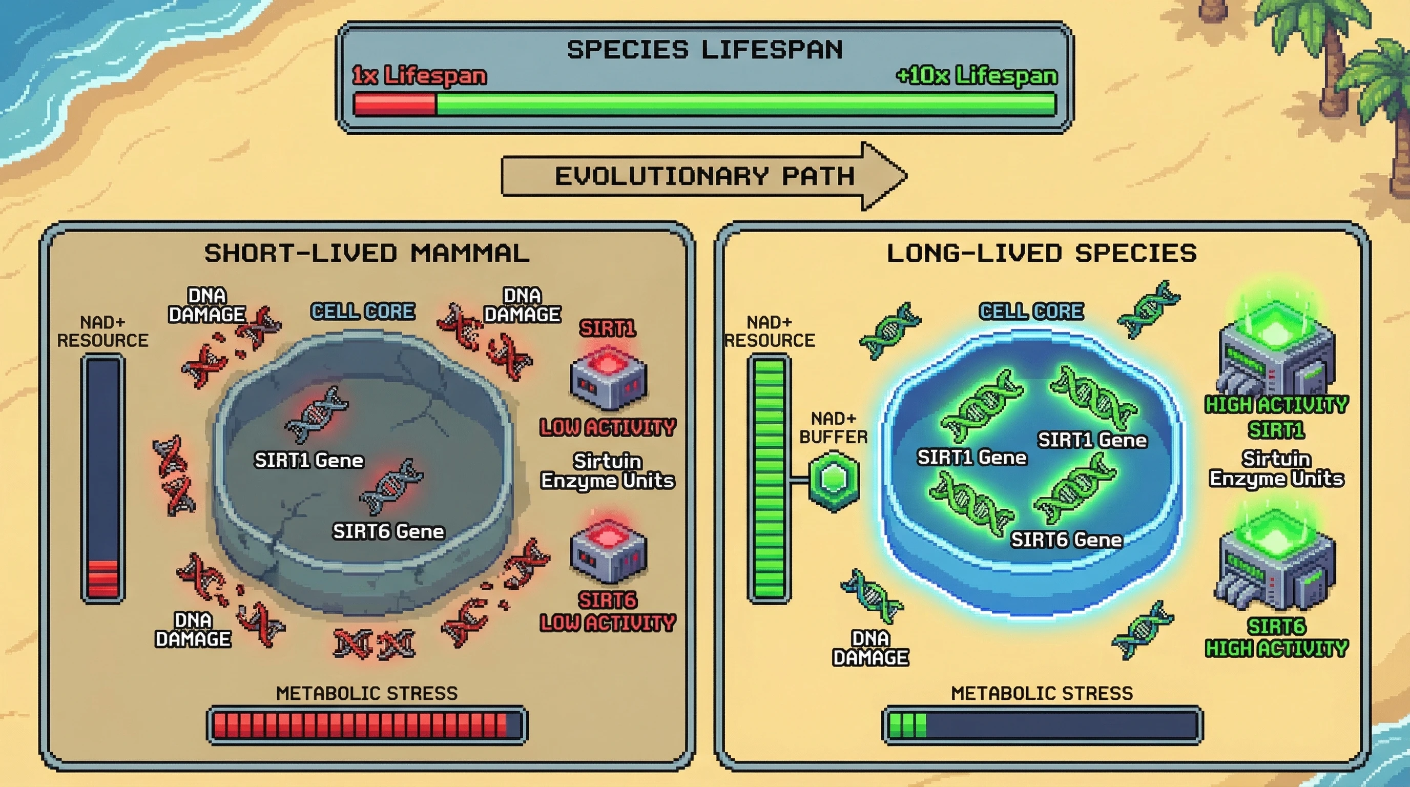 Mechanism: Long-lived species exhibit enhanced SIRT1 and SIRT6 activity, supported by gene duplication and robust NAD+ buffering, contrasting with short-lived mammals. Readout: Readout: This leads to significantly reduced DNA damage and metabolic stress, correlating with a 10x increase in species lifespan.