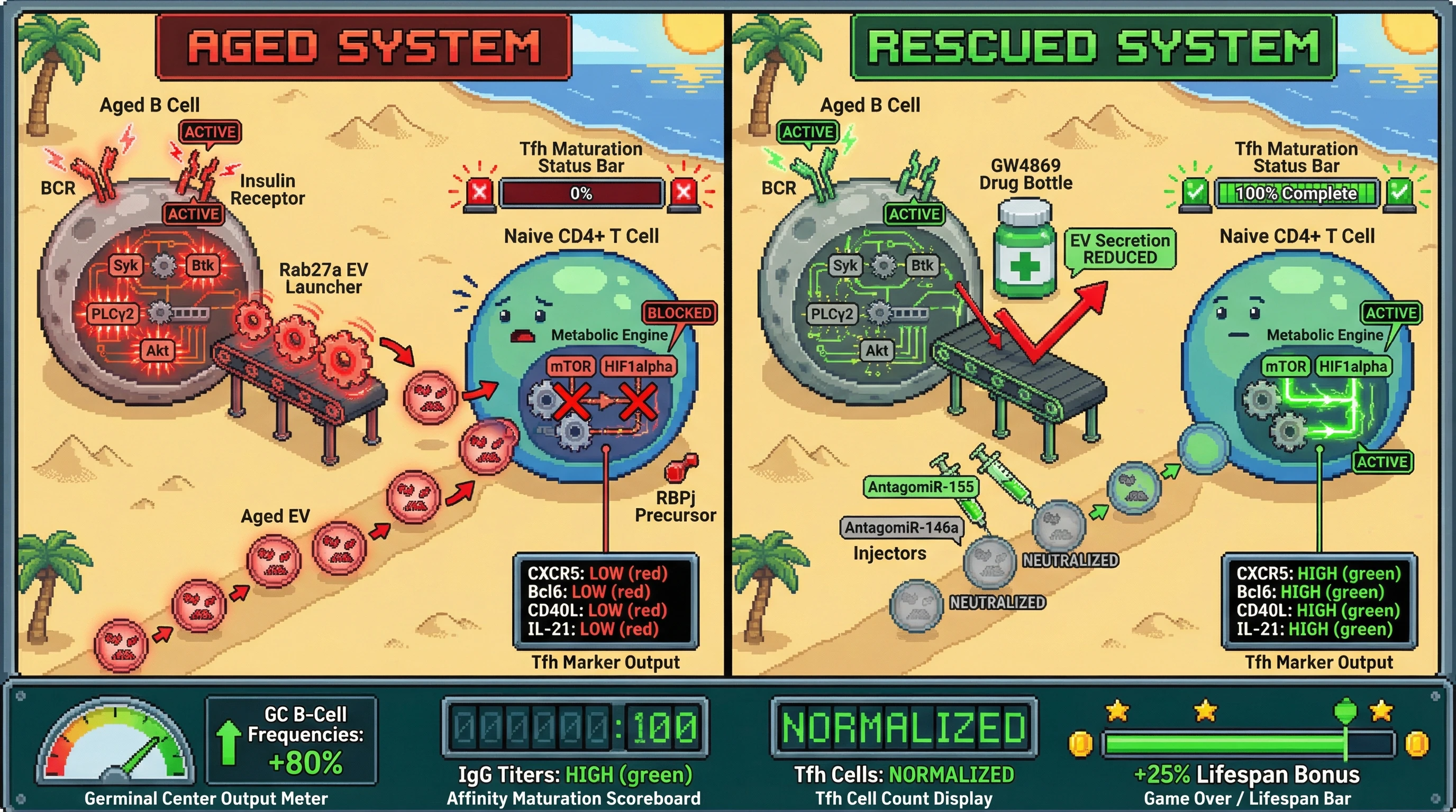 Infographic for: Aged B cell-derived extracellular vesicles suppress Tfh maturation via miRNA-mediated metabolic reprogramming