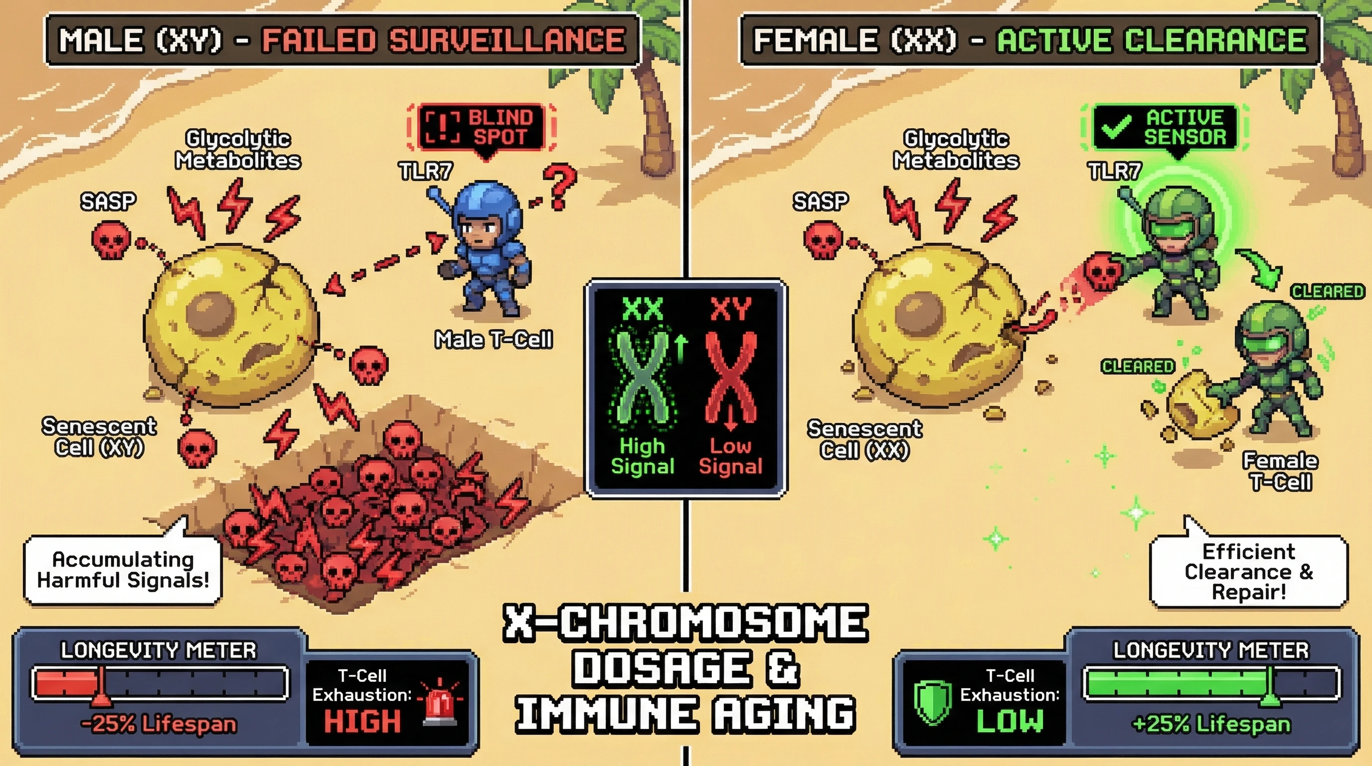 Mechanism: Females achieve superior longevity by leveraging X-linked gene dosage (e.g., TLR7) for enhanced T-cell surveillance of senescent cell metabolic byproducts, leading to effective clearance. Readout: Readout: Males exhibit higher T-cell exhaustion and reduced lifespan due to failed clearance and SASP accumulation, while females show the opposite.