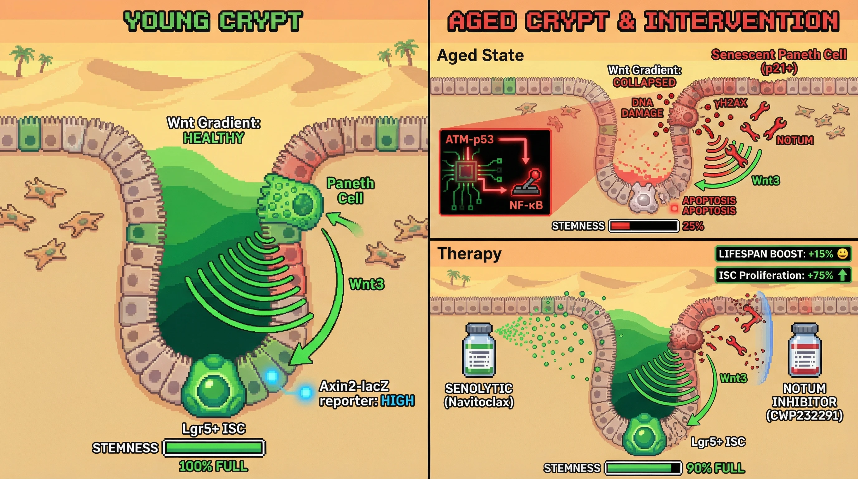 Mechanism: Senescent Paneth cells secrete Notum due to DNA damage, which deacetylates Wnt ligands, collapsing the Wnt gradient and impairing intestinal stem cell function. Readout: Readout: Combined senolytic and Notum inhibition restores Wnt signaling, increases ISC proliferation by 75%, and boosts lifespan by 15%.