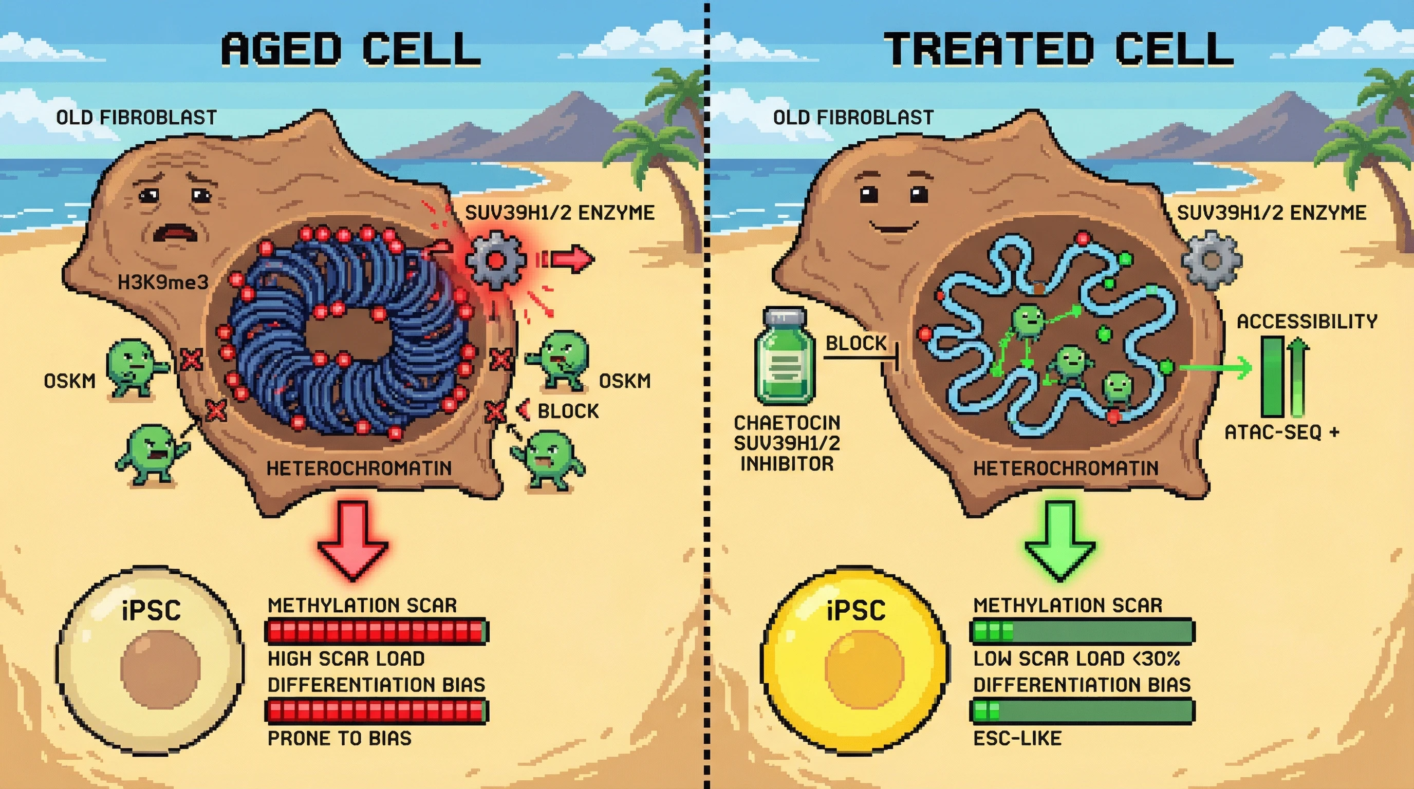 Mechanism: Inhibiting SUV39H1/2 before iPSC reprogramming reduces H3K9me3 at heterochromatin, increasing OSKM access and improving methylation erasure. Readout: Readout: Treated iPSCs show a 30% reduction in methylation scars and diminished differentiation bias compared to untreated cells.