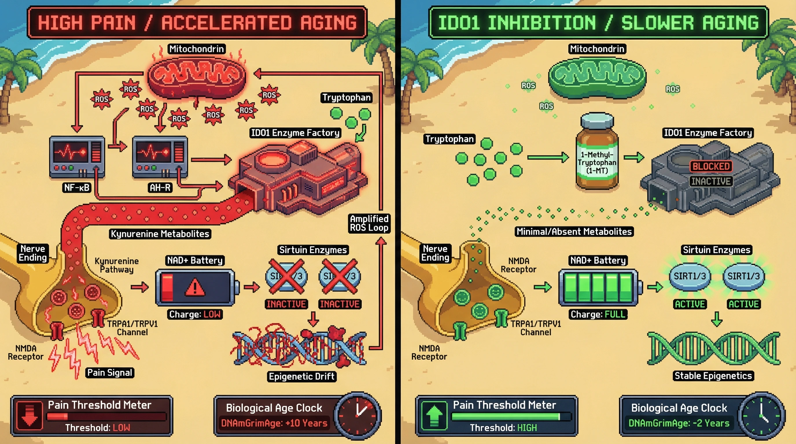 Infographic for: Pain SensitivityMirrors Mitochondrial Oxidative Stress Through Tryptophan-Kynurenine Flux, Offering a Rapid Readout of Biological Age