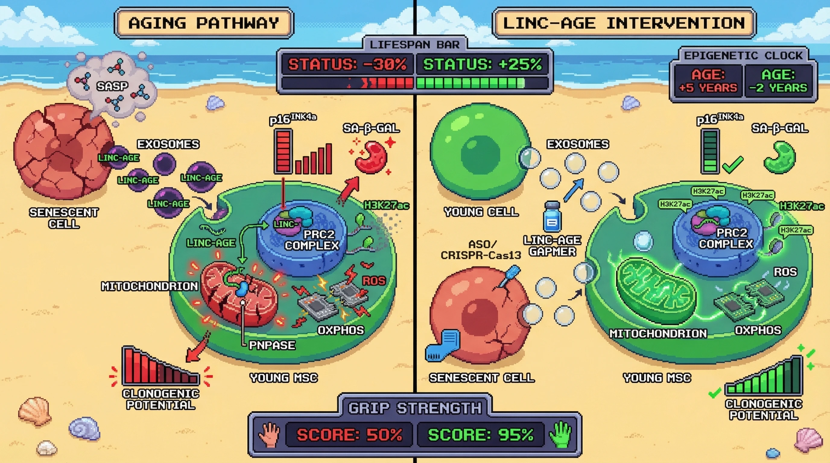 Infographic for: Exosome‑borne lncRNA LINC‑AGE as a master regulator coordinating multiple hallmarks of aging