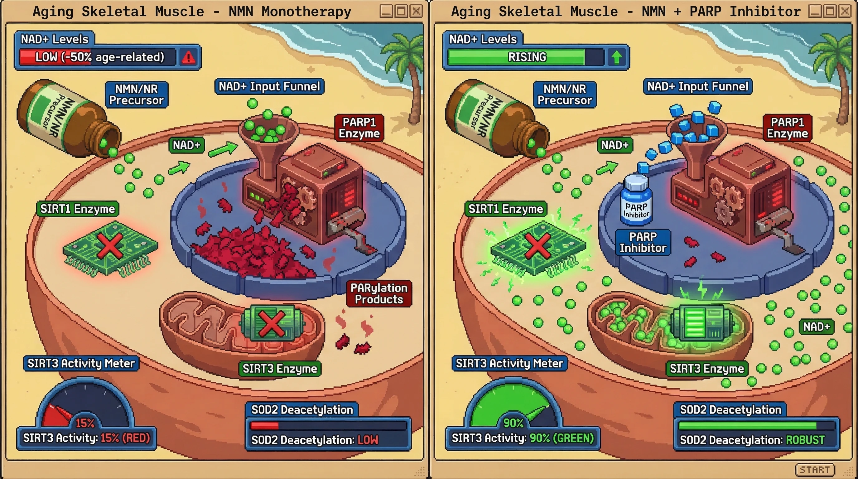 Infographic for: The NAD+ Sink-Shunt Hypothesis: Compartmentalized PARP Hyperactivation Dictates Tissue-Specific Resistance to Precursor Therapy