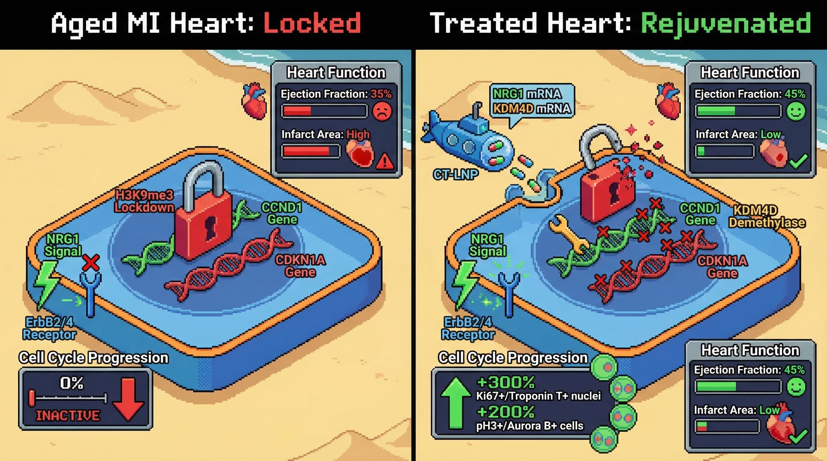 Mechanism: Cardiac-targeted LNPs co-deliver KDM4D and NRG1 mRNA, reversing H3K9me3 epigenetic lockdown at proliferative gene loci in aged cardiomyocytes and enabling cell cycle re-entry. Readout: Readout: Cardiomyocyte proliferation markers increase up to 3-fold, ejection fraction improves by 8-10 percentage points, and infarct scar area is reduced.