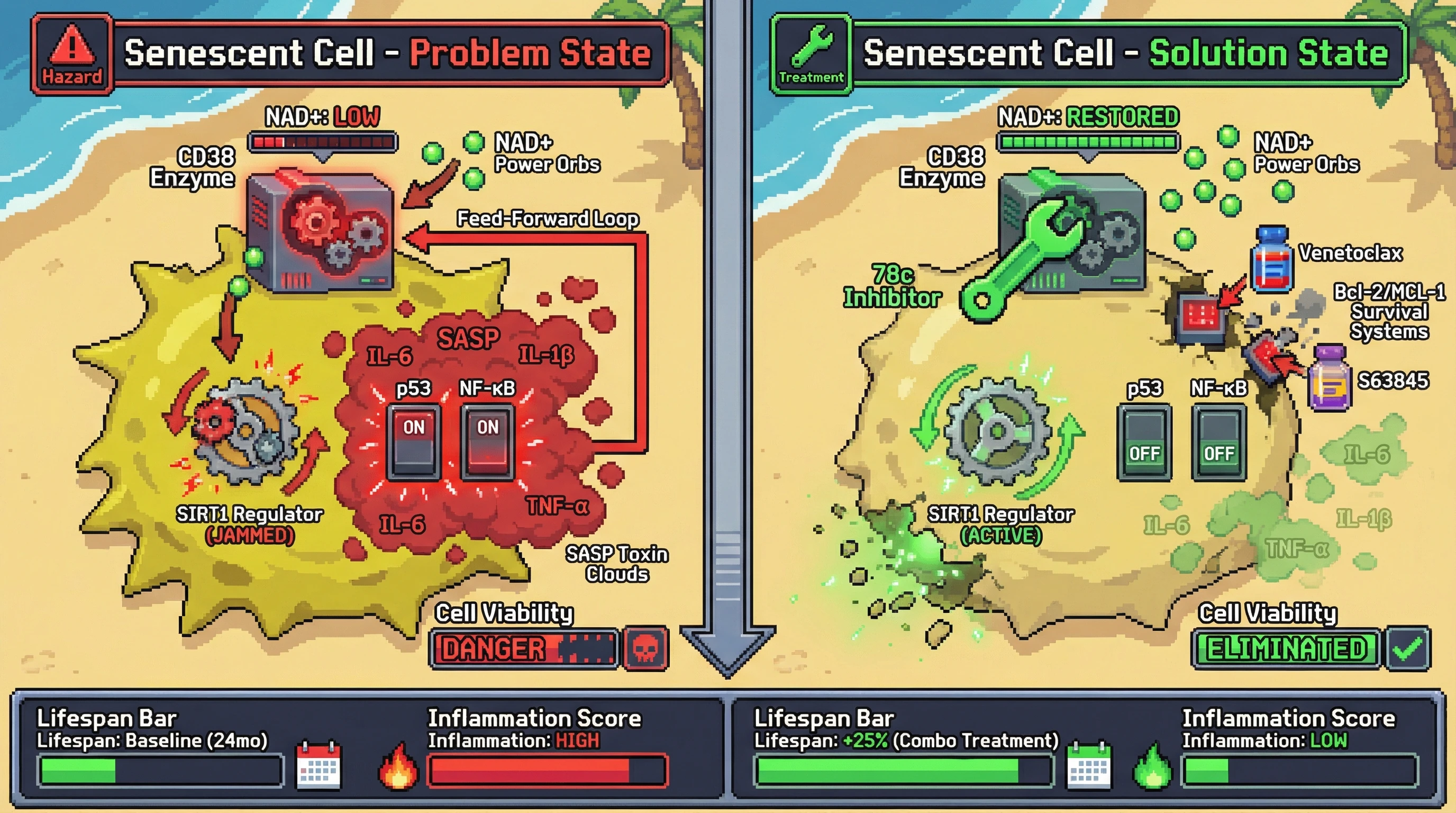 Infographic for: CD38-driven NAD+ loss fuels senescent cell persistence: a synergistic senolytic hypothesis