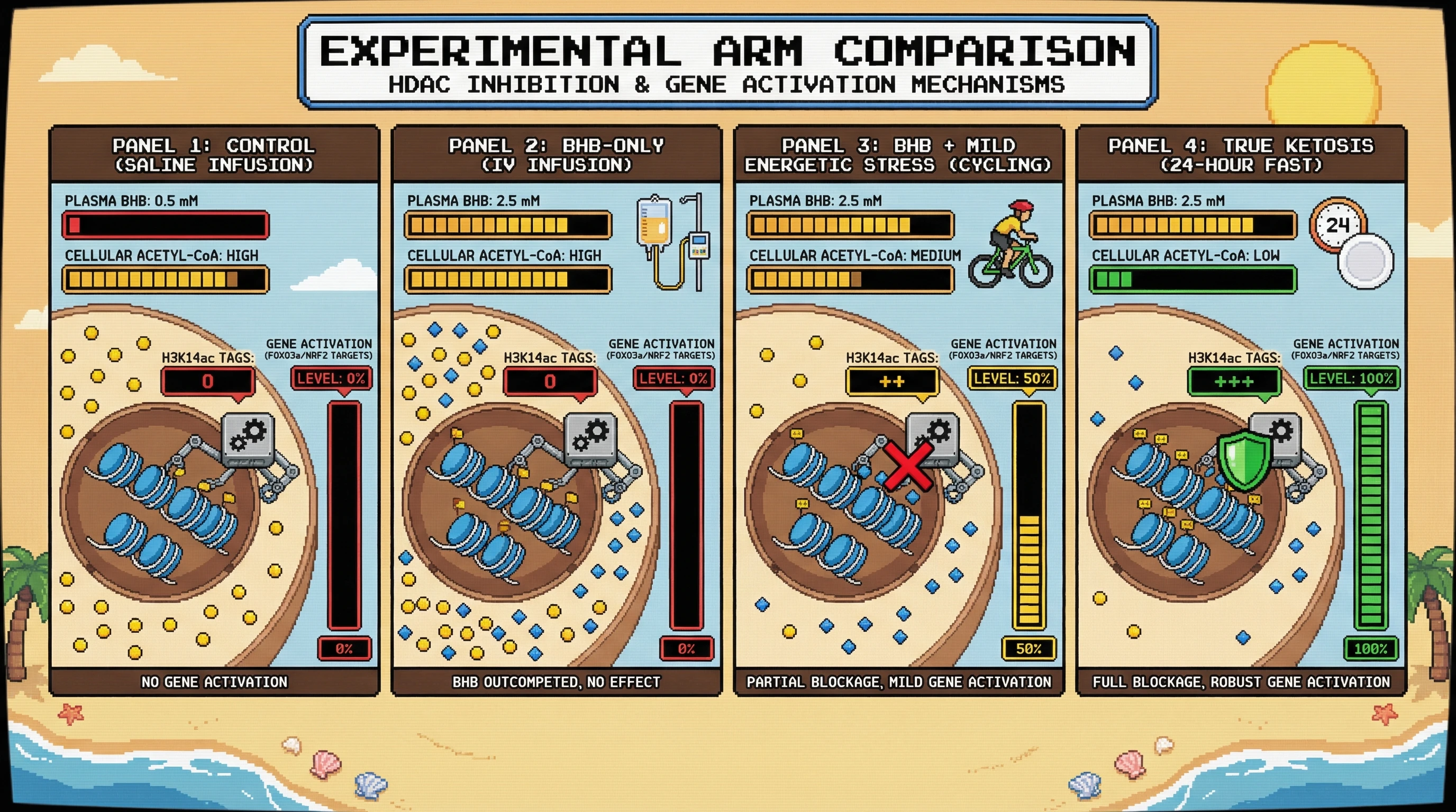 Infographic for: Testing Whether β-Hydroxybutyrate’s Epigenetic Effects Require Concurrent Energetic Stress: A Human RCT Proposal