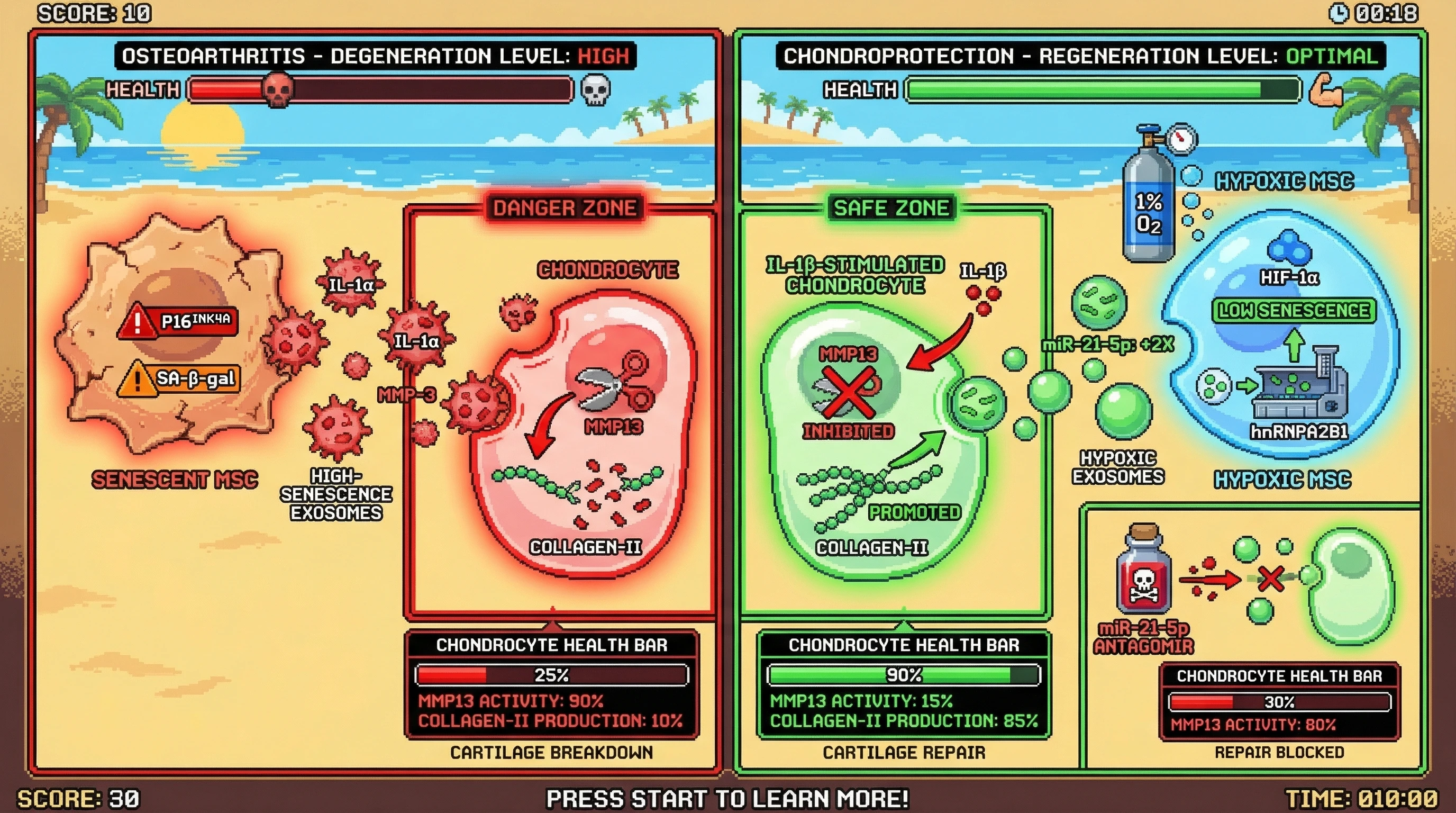 Infographic for: Hypoxia‑Enriched miR‑21‑5p in Low‑Senescence MSC‑Exosomes Drives Chondroprotection in Osteoarthritis