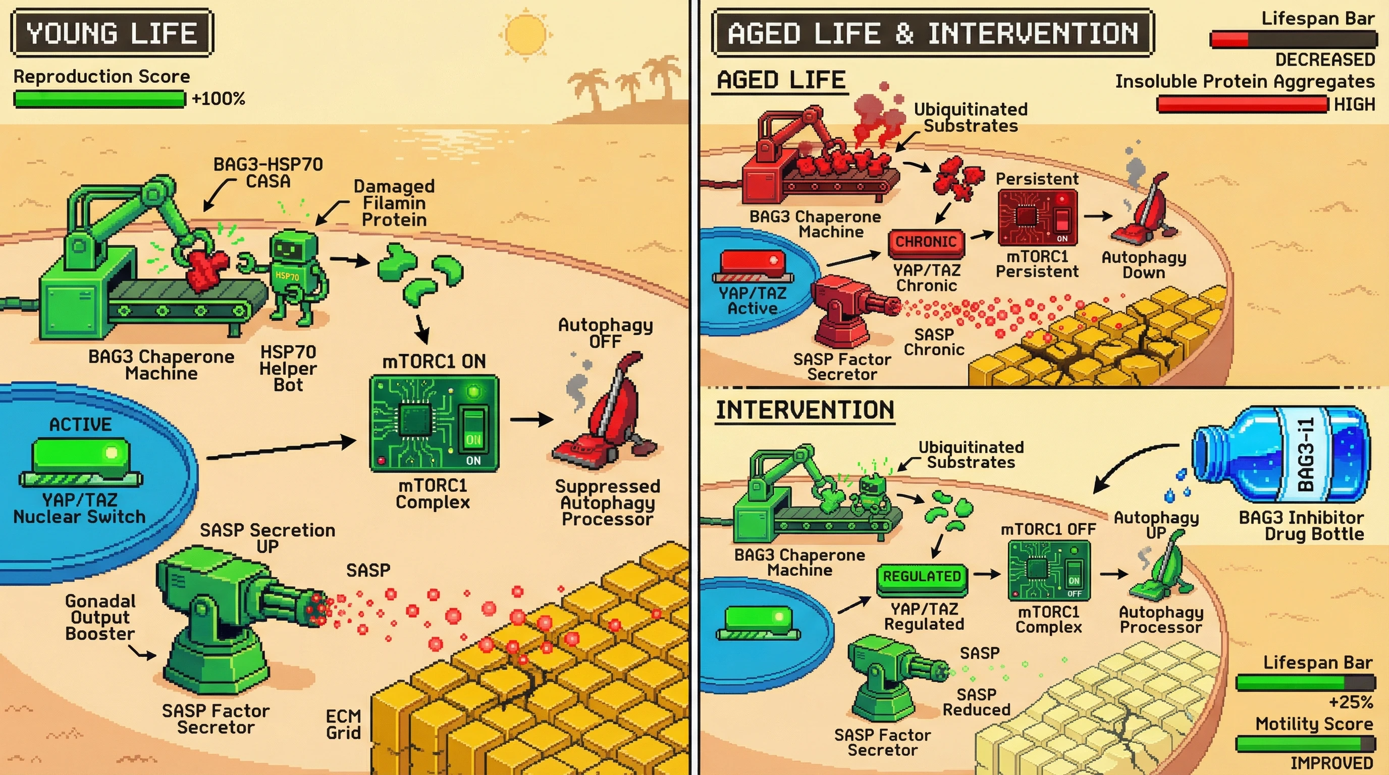 Mechanism: The BAG3-YAP/TAZ mechanostat, active in young life for reproduction, chronically shifts resources from somatic maintenance to anabolic growth in aged organisms. Readout: Intervention with a BAG3 inhibitor post-reproduction rebalances the system, promoting autophagy and reducing chronic SASP.