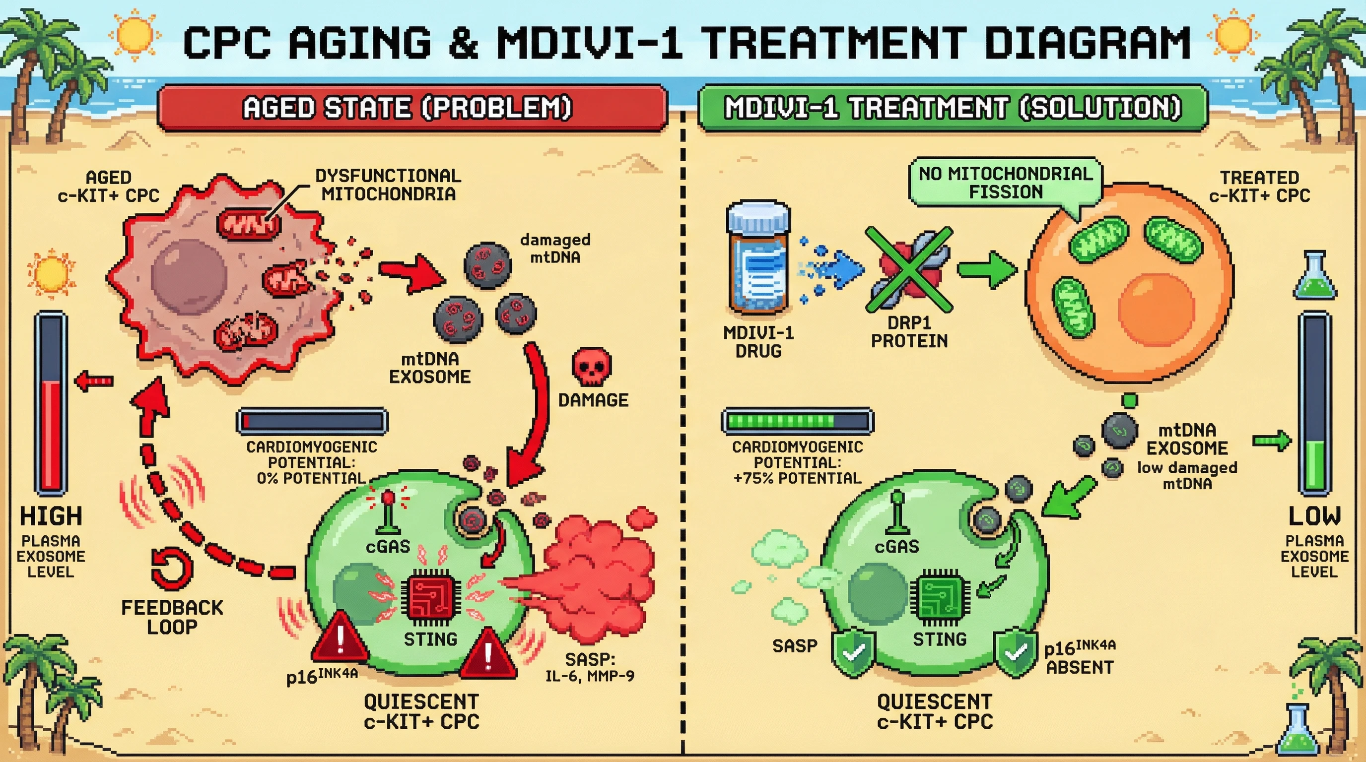 Mechanism: Damaged mitochondria in aged cardiac progenitor cells release exosomes with mtDNA, activating cGAS-STING in neighboring cells to spread senescence. Readout: Readout: Inhibiting mitochondrial fission with Mdivi-1 reduces exosome release, lowers cGAS-STING activity, and increases cardiomyogenic potential by +75%.