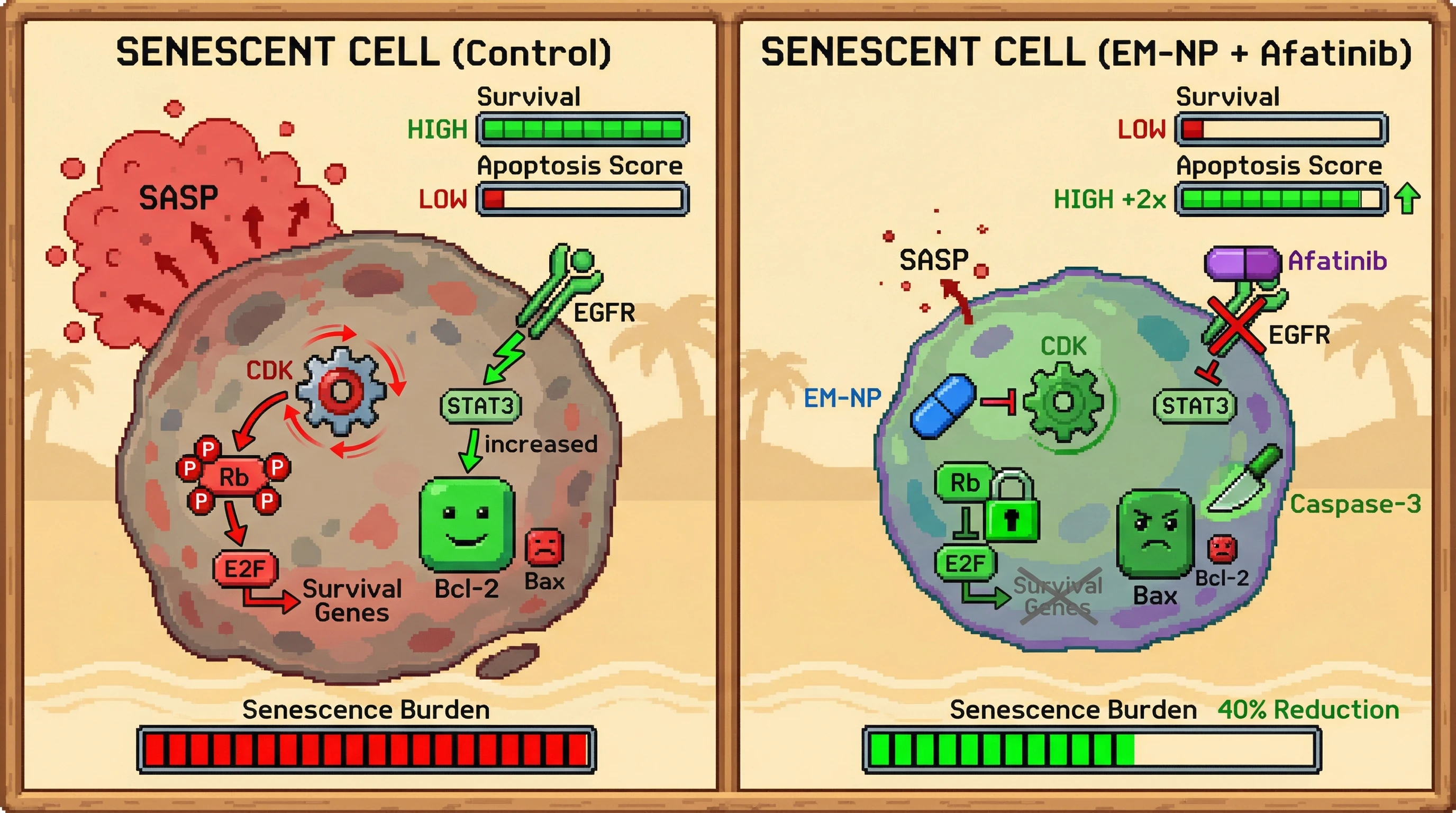 Mechanism: Emodin (EM-NP) inhibits CDK activity, and afatinib blocks EGFR-STAT3 signaling, synergistically converting senescent cells into apoptotic targets. Readout: Readout: Apoptosis score increases by 2-fold, and senescent cell burden decreases by 40%.